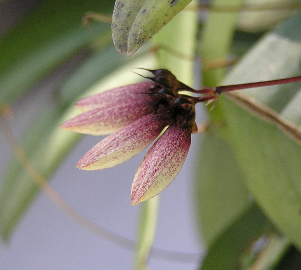 Cirrhopetalum lepidum