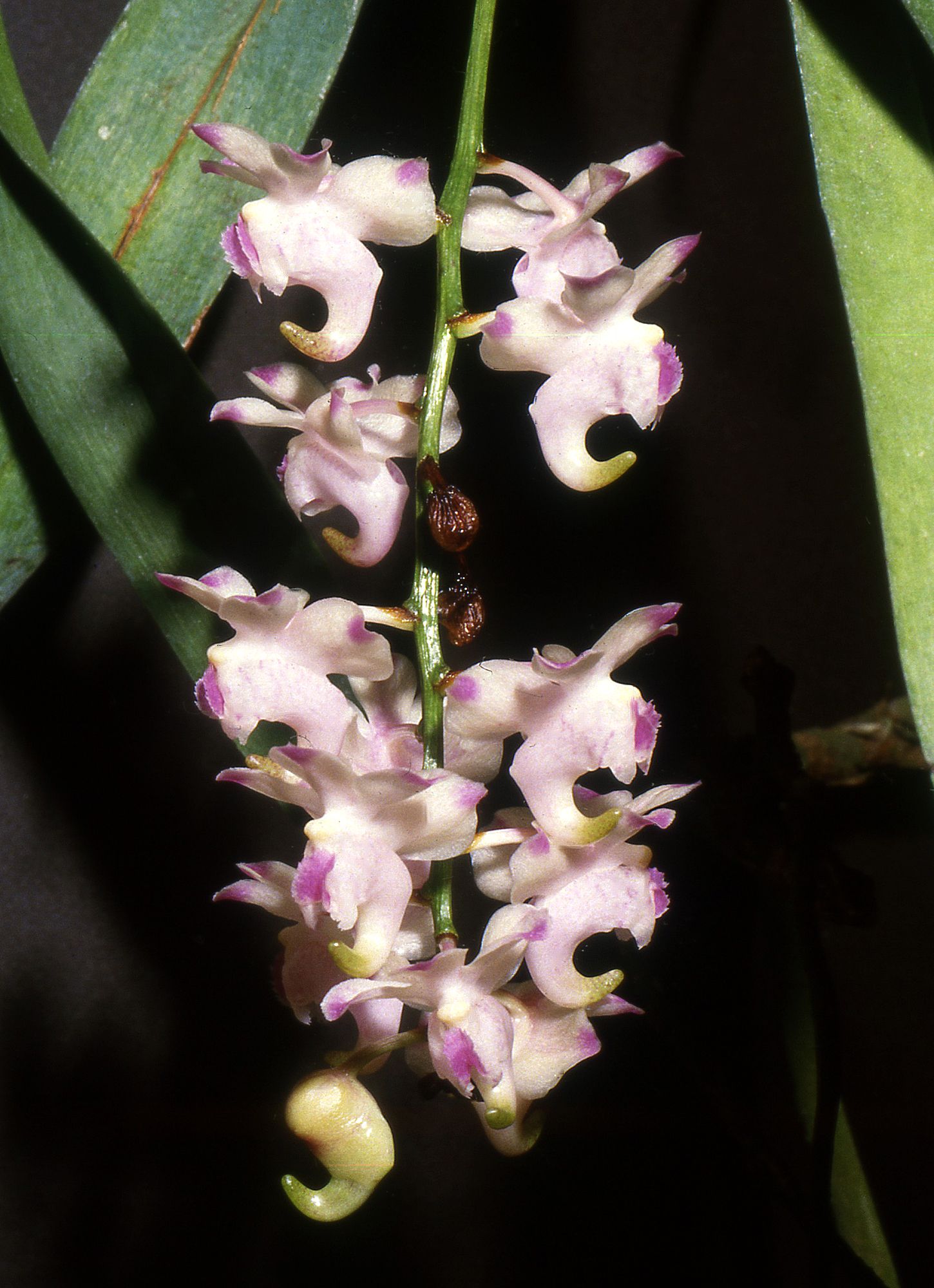 Aerides lawrenceae
