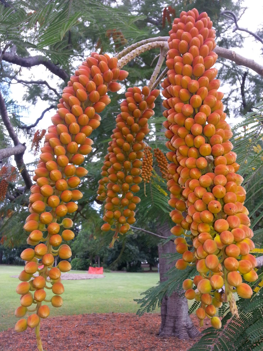 Colvillea racemosa