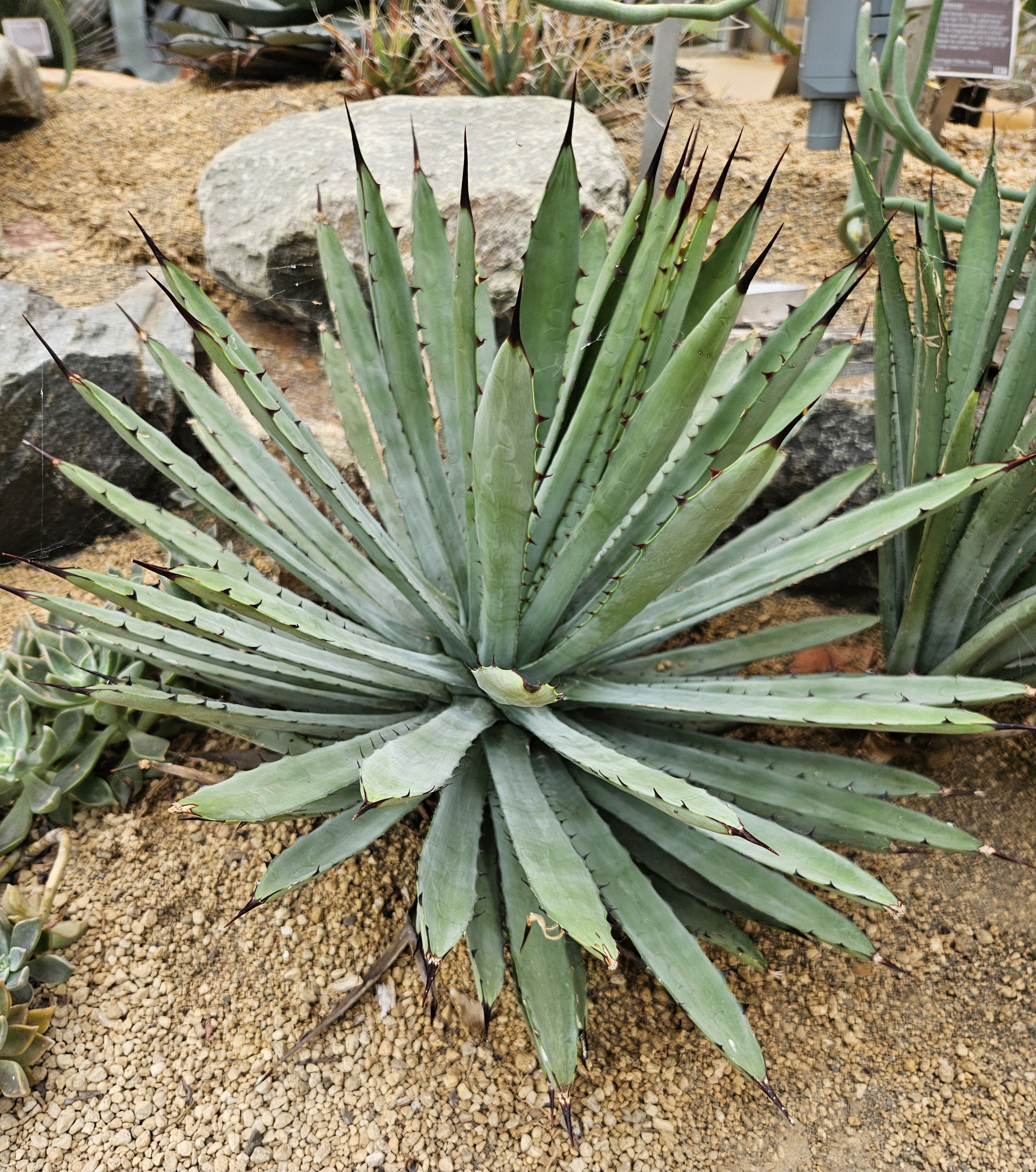 Agave macroacantha