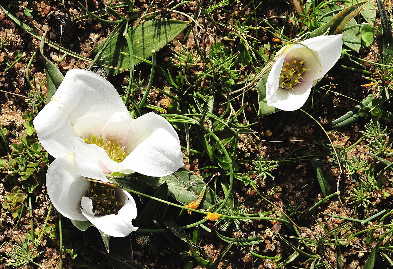 Androcymbium ciliolatum