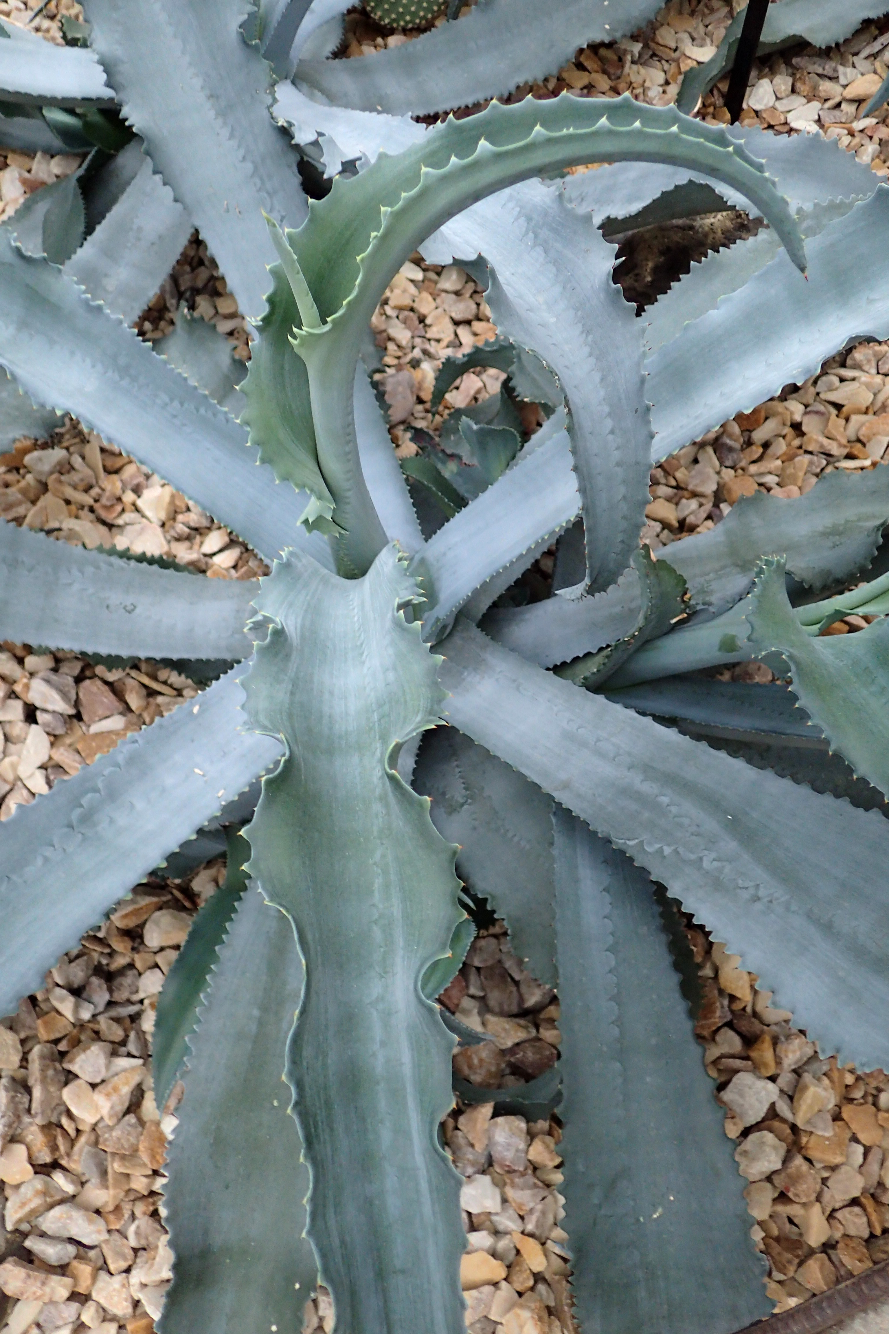 Agave gypsophila