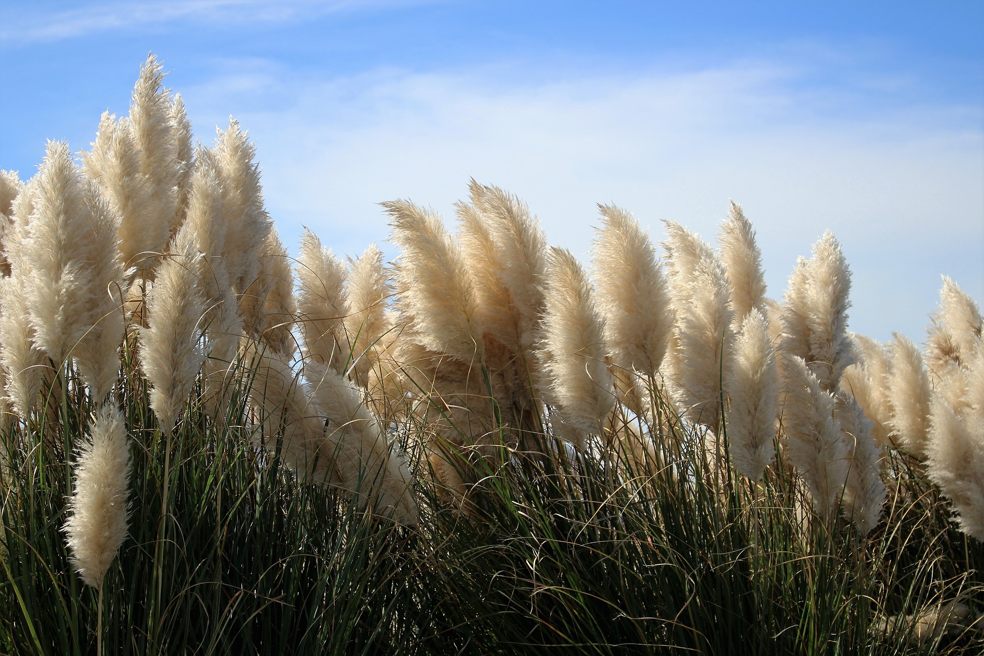 Cortaderia selloana Pink Feather