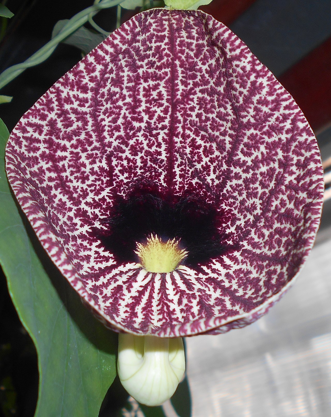 Aristolochia elegans