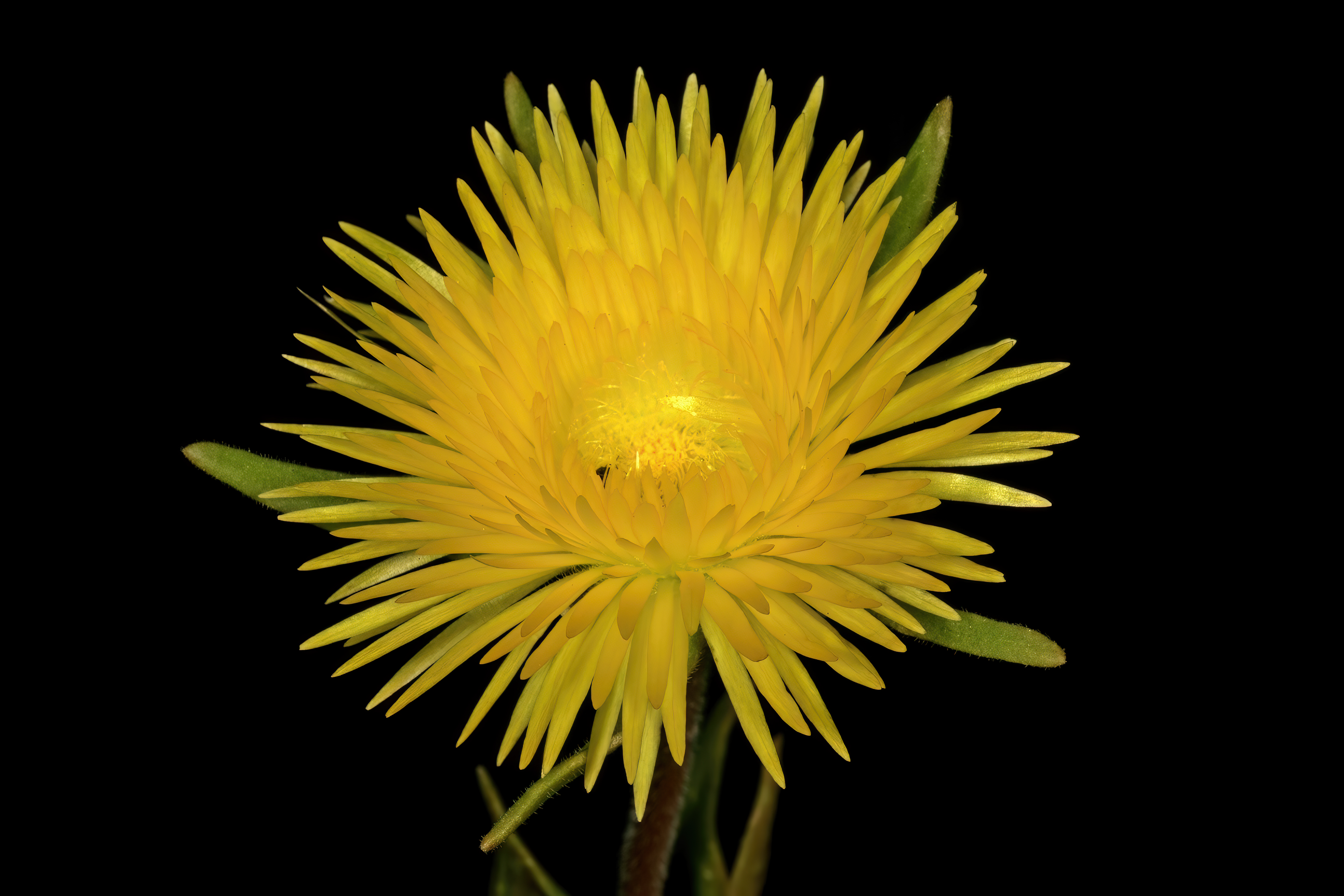 Carpanthea pomeridiana