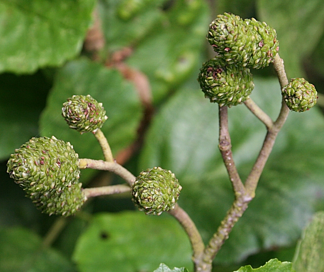 Alnus glutinosa
