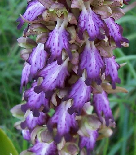 Barlia robertiana