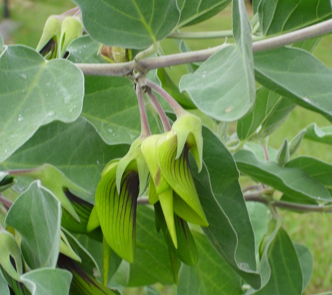 Crotalaria cunninghamii