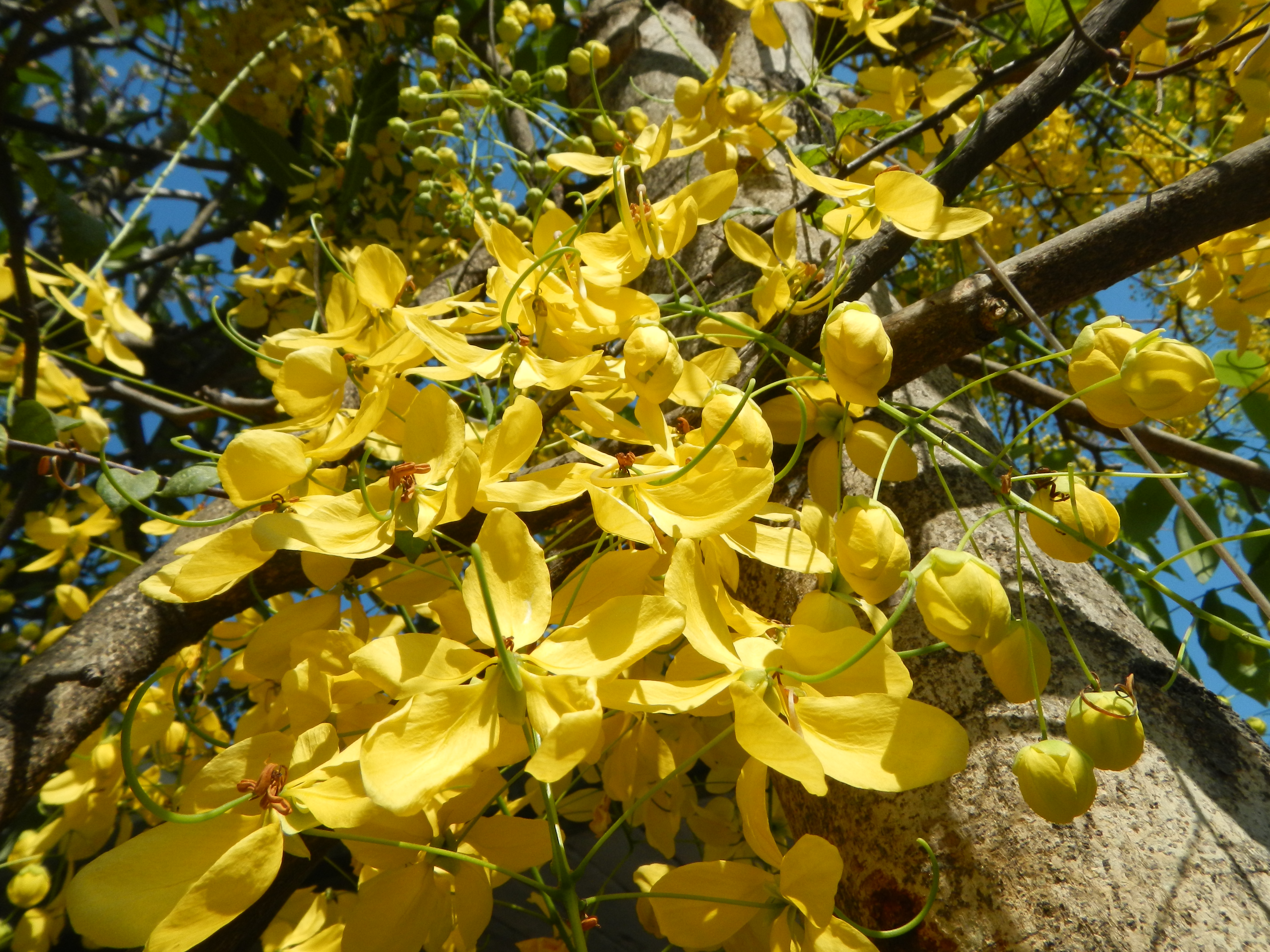 Cassia fistula