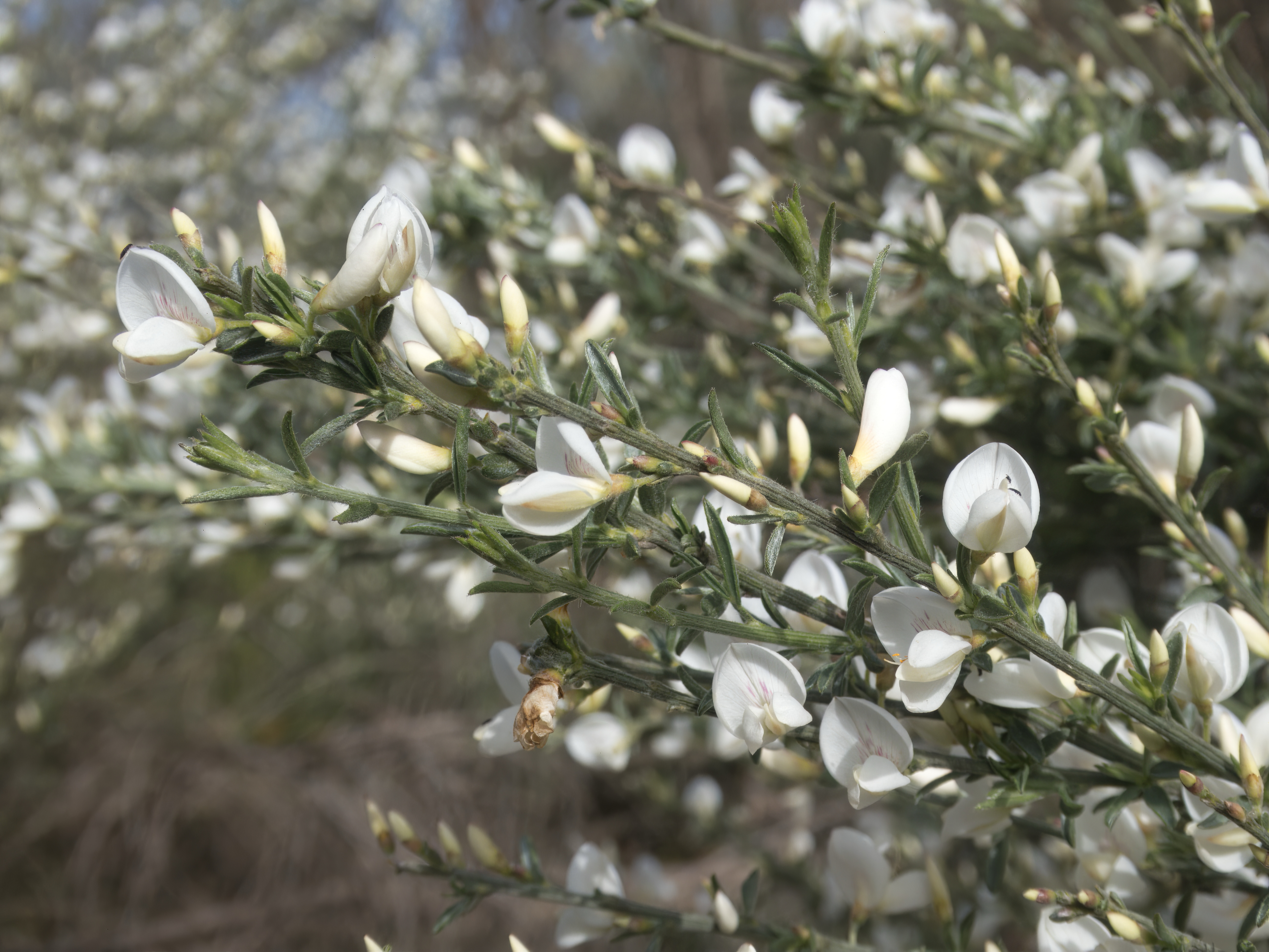 Cytisus multiflorus