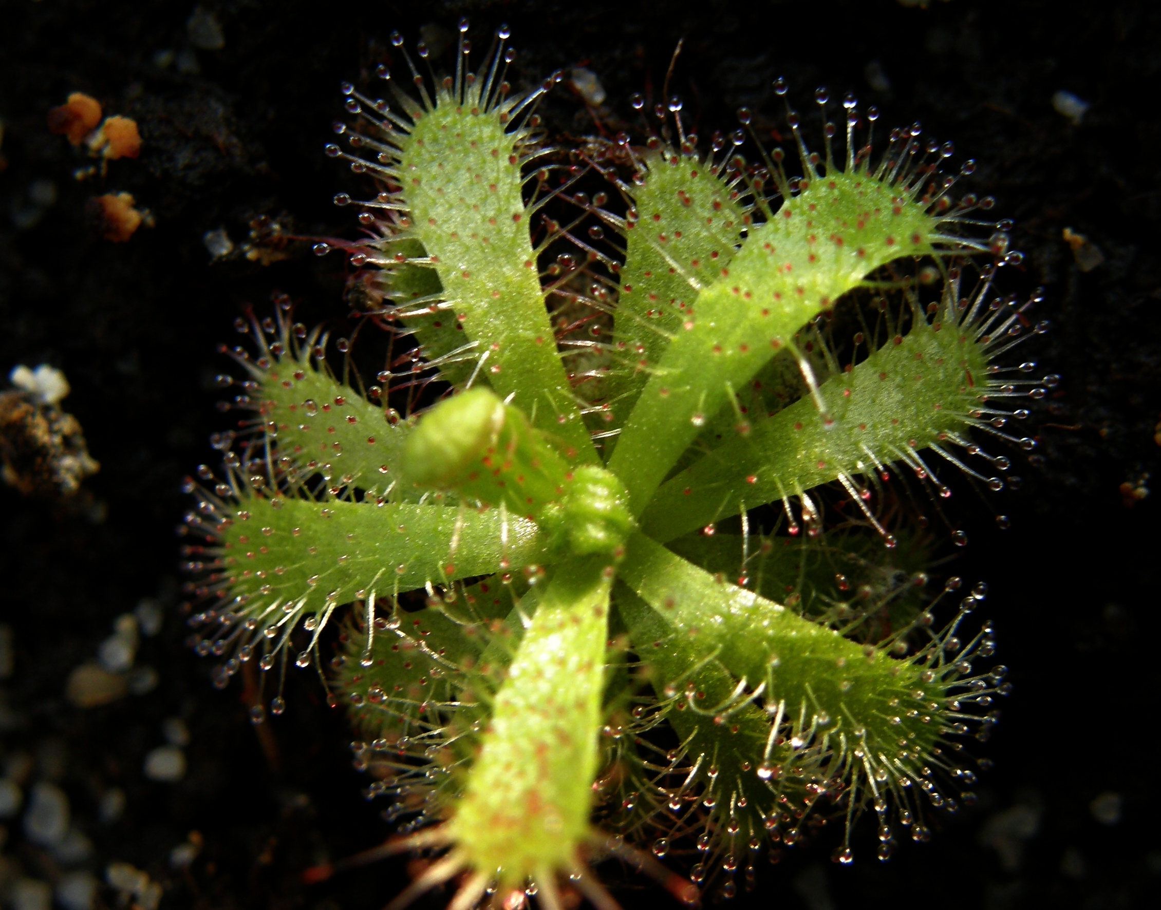 Drosera trinervia