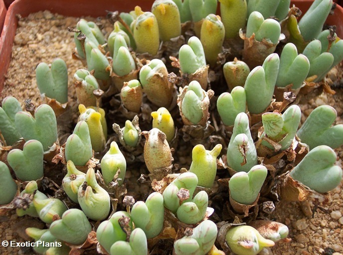 Conophytum meyeri