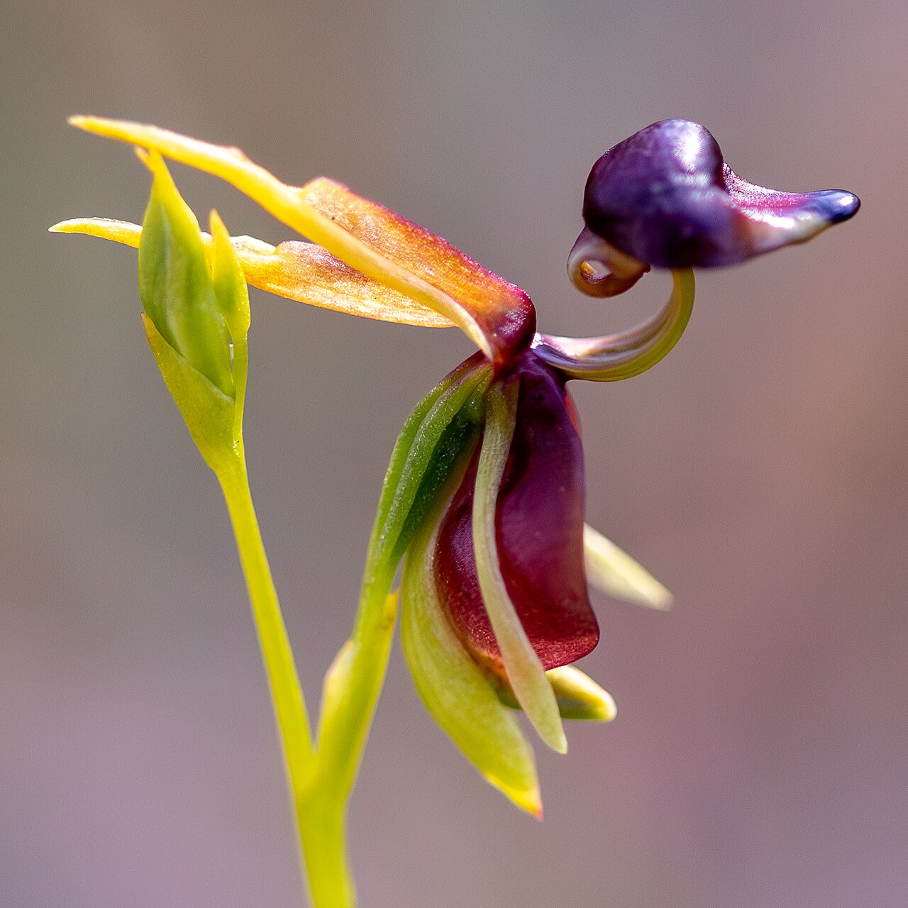 Caleana major flying duck orchid