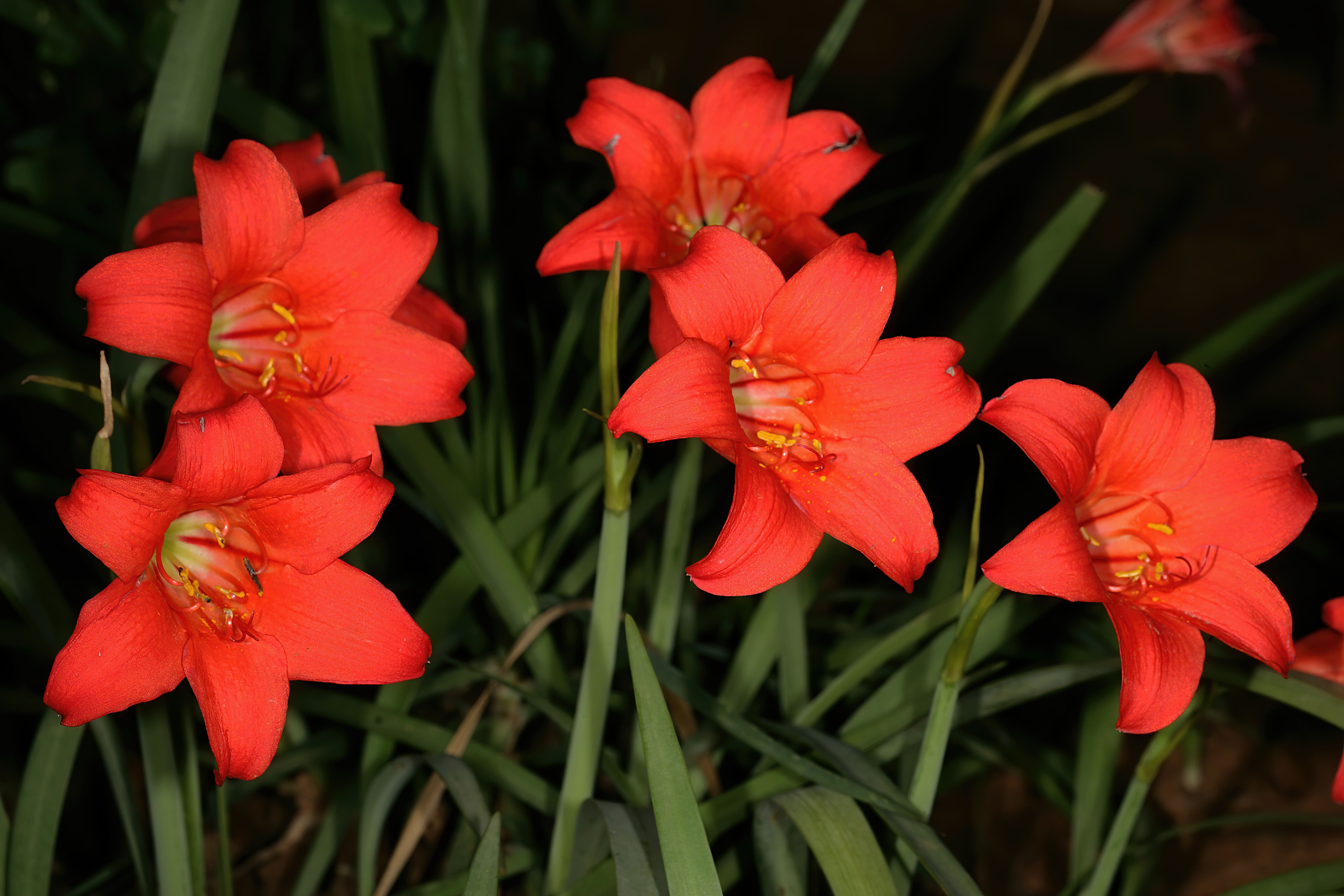 Cyrtanthus sanguineus