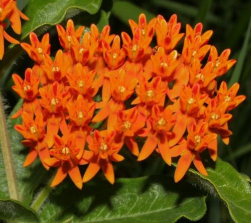 Asclepias tuberosa