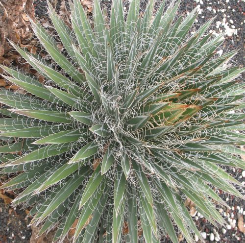Agave multifilifera