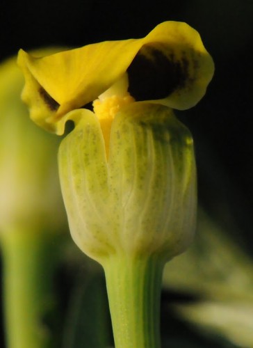 Arisaema flavum