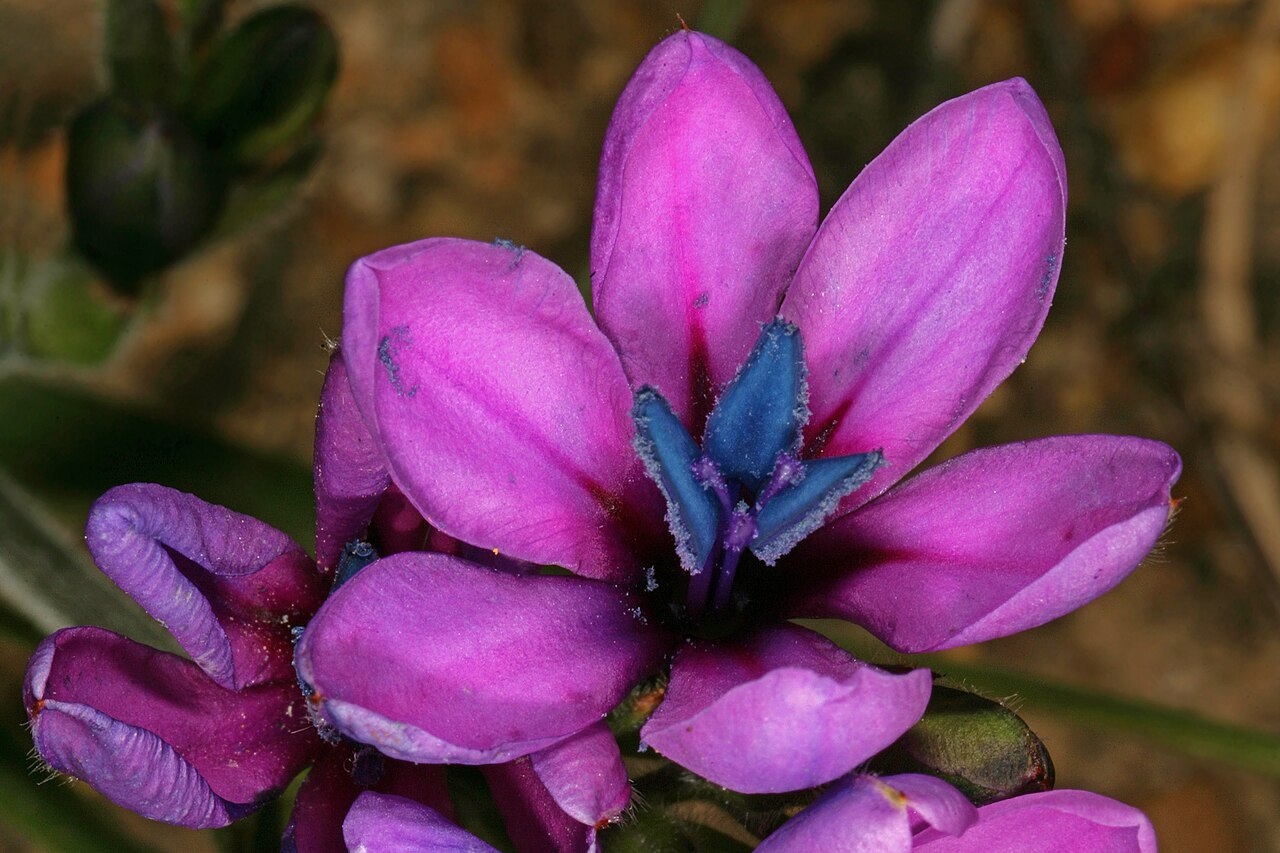 Babiana villosa