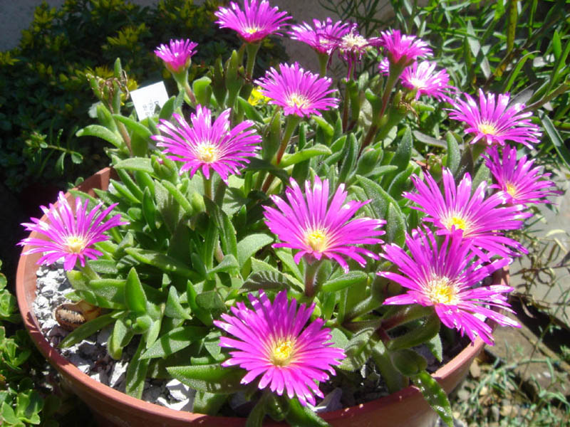 Delosperma sutherlandii