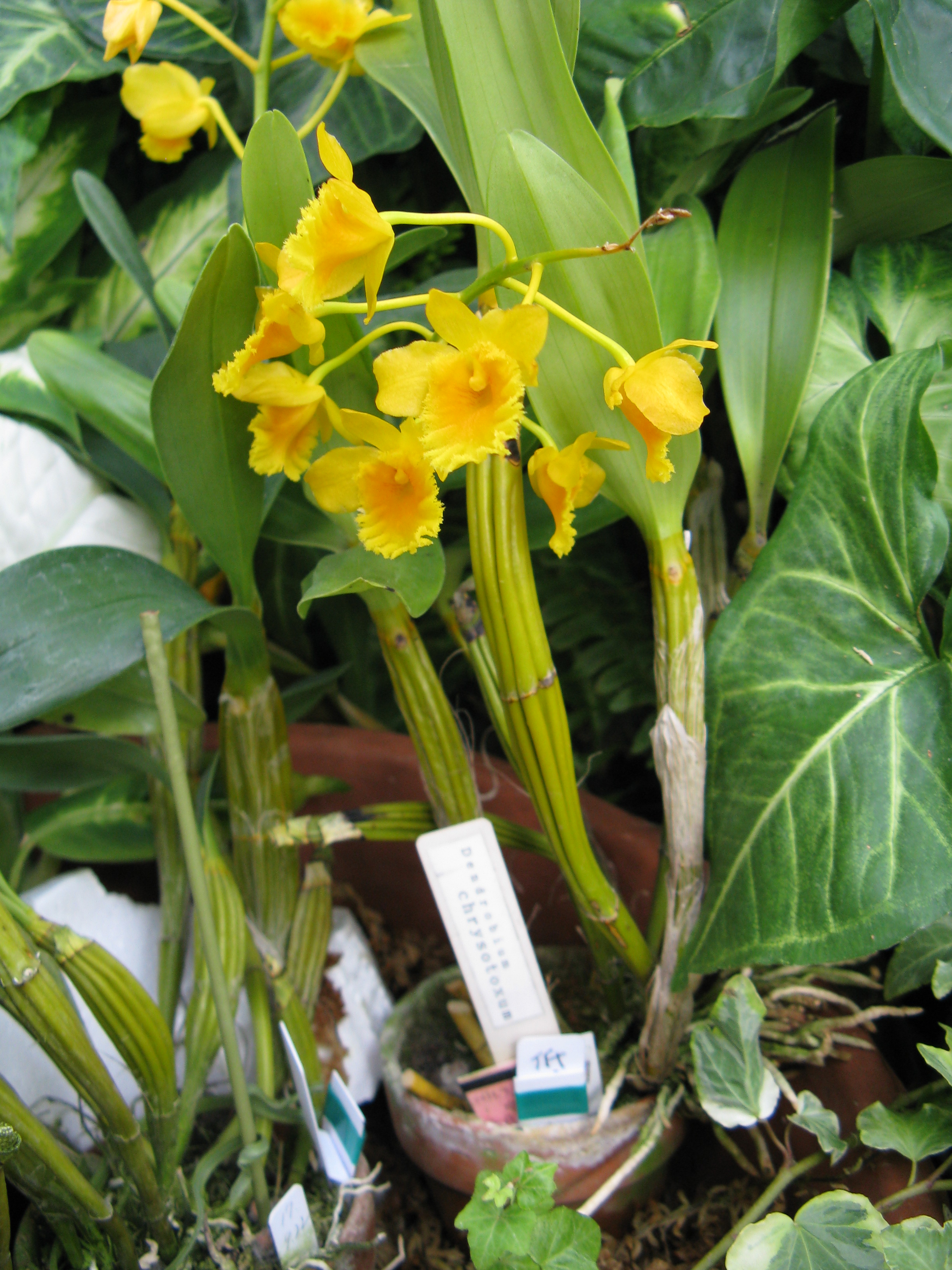 Dendrobium chrysotoxum