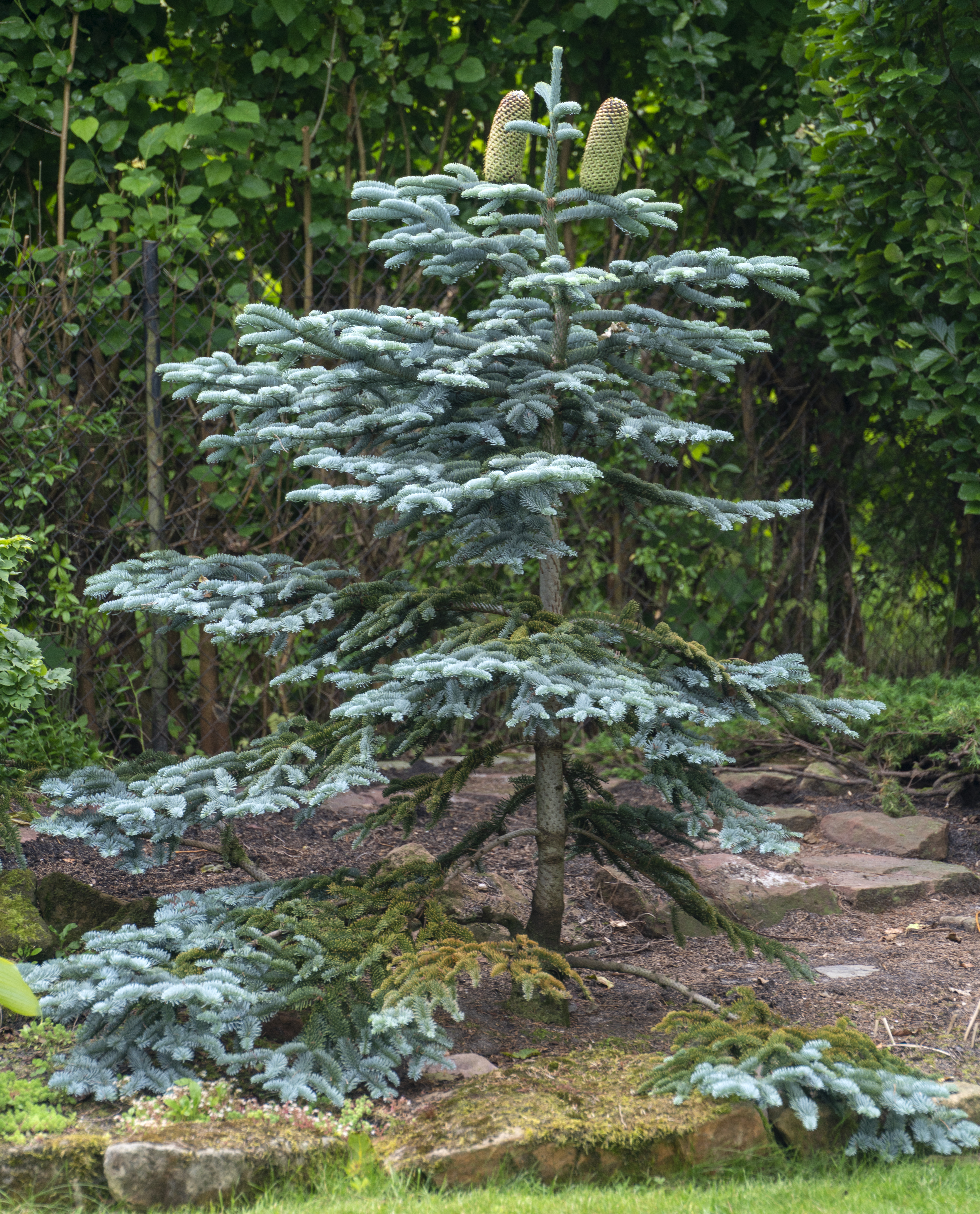 Abies procera