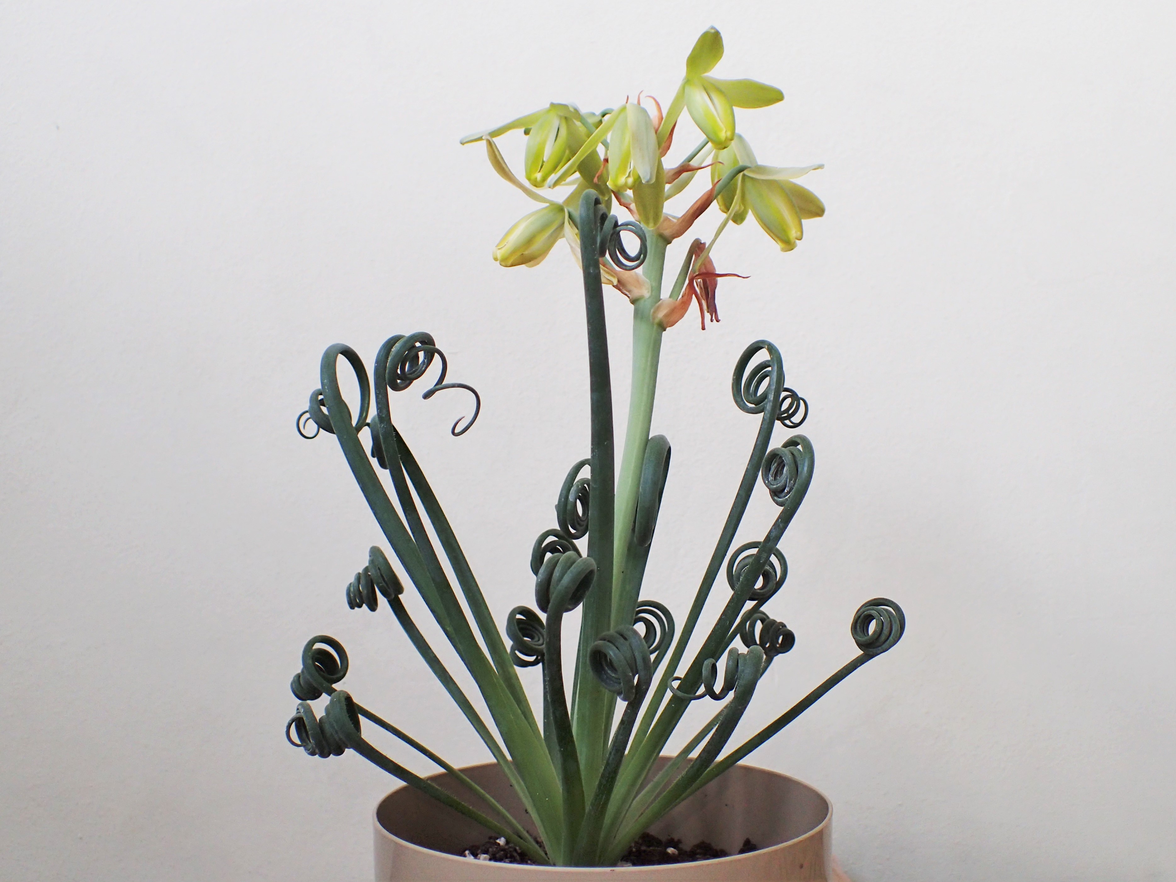 Albuca spiralis