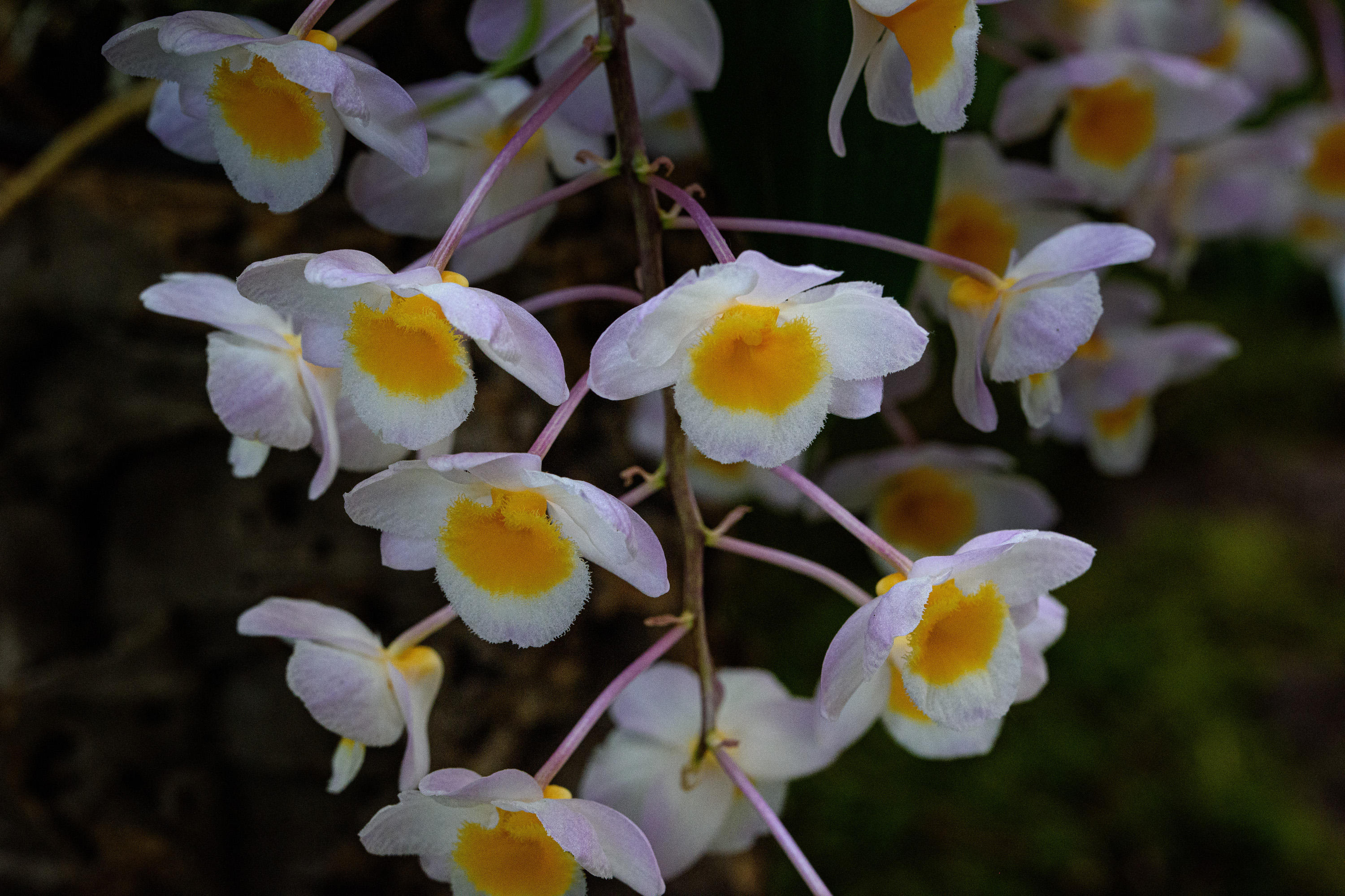 Dendrobium farmeri