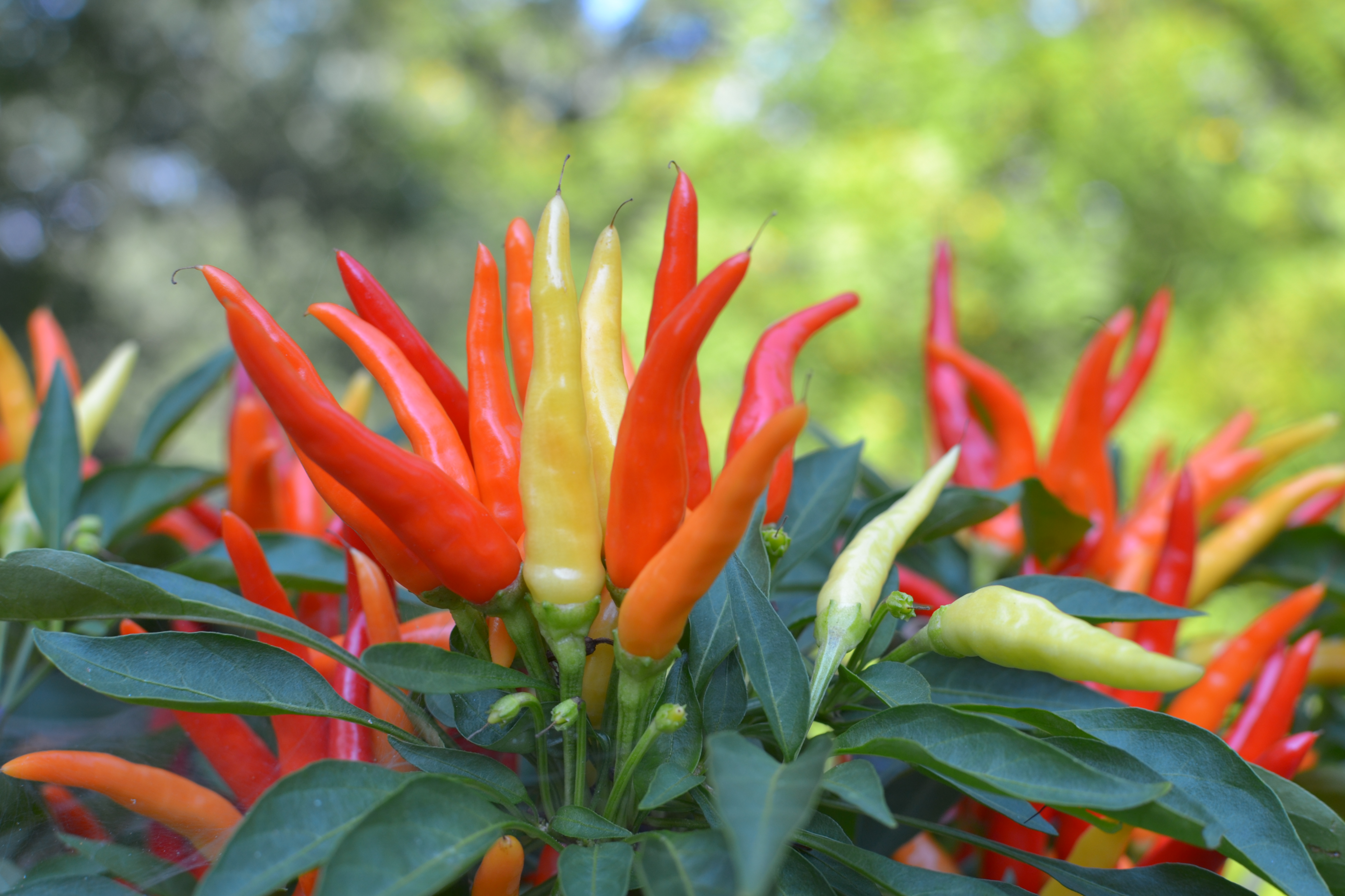 Chili Tabasco