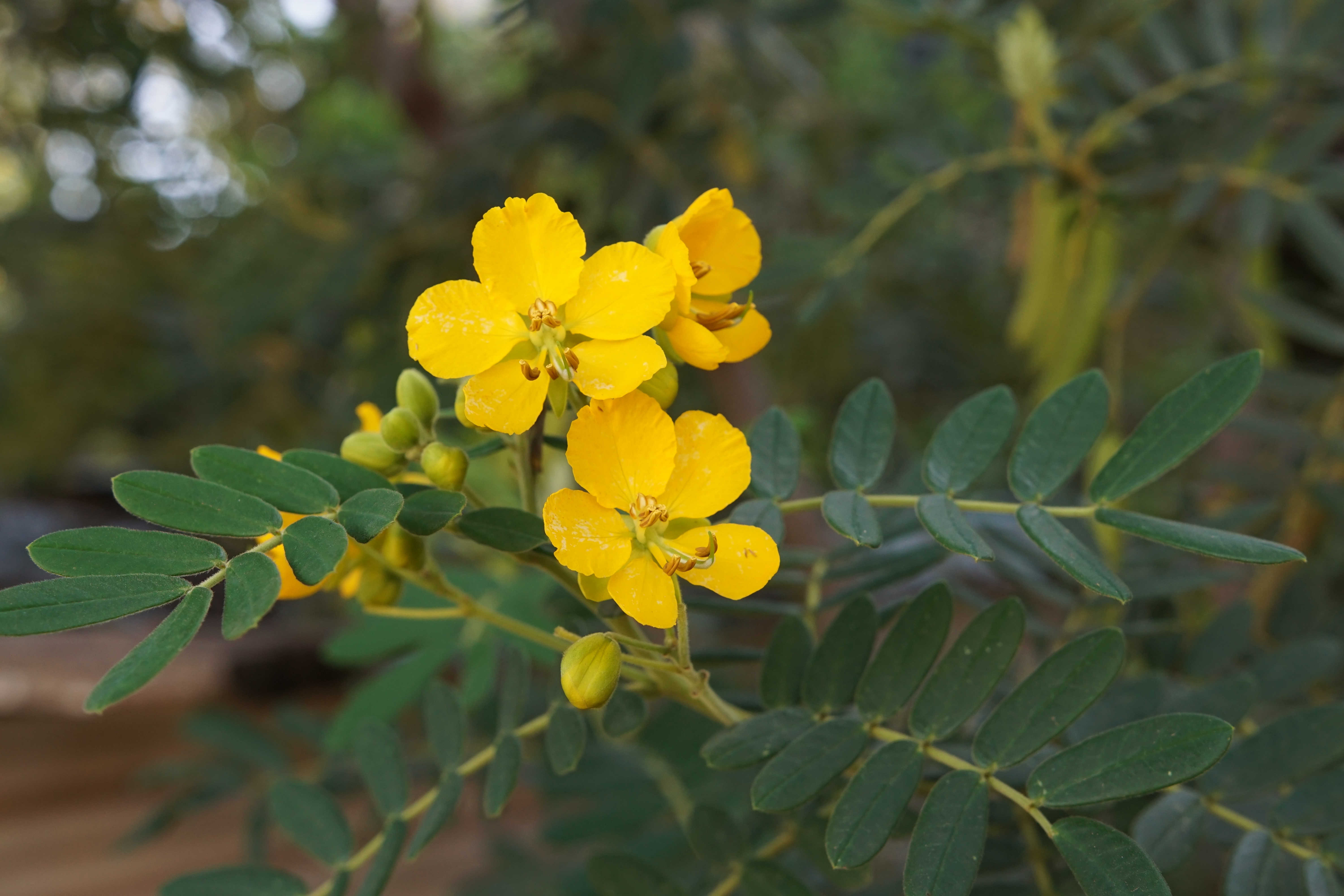 Cassia angustifolia