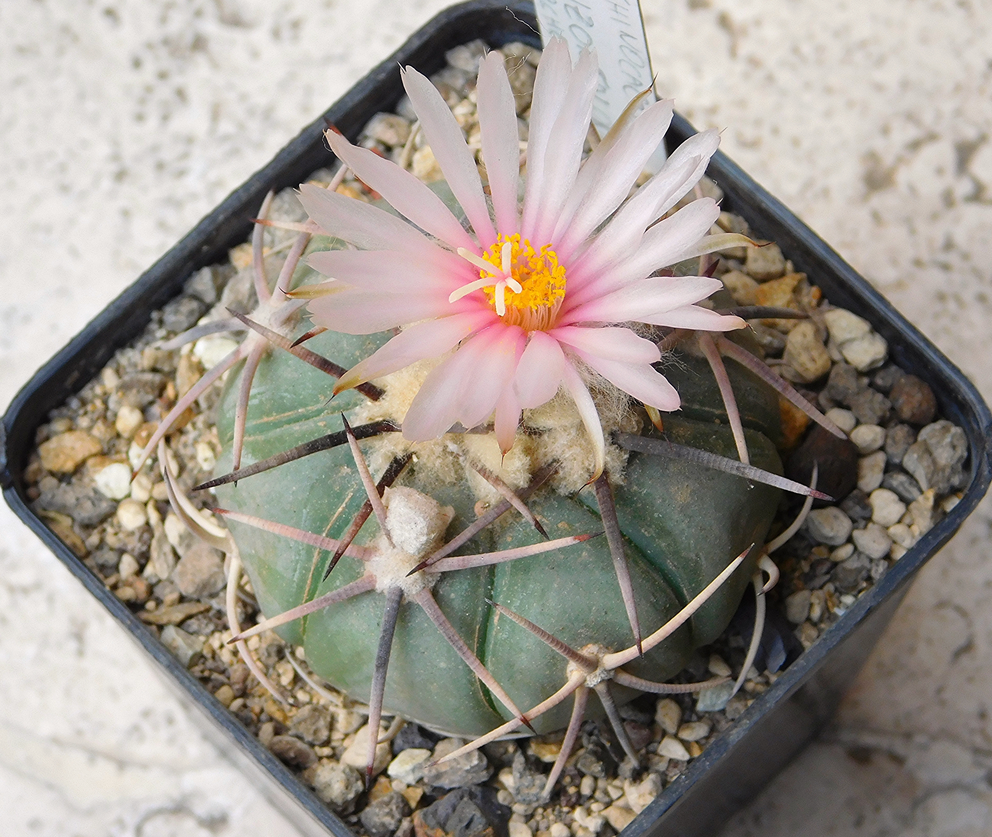 Echinocactus horizonthalonius