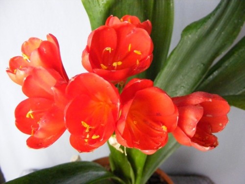 Clivia JM Tulip Red
