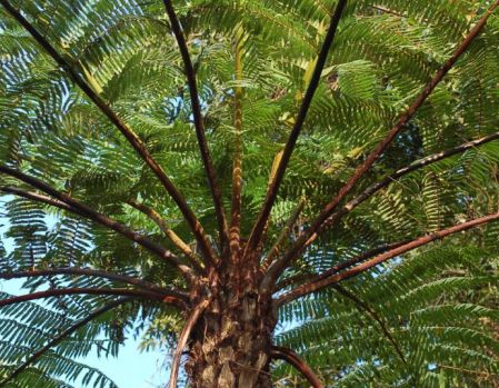 Cyathea schiedeana