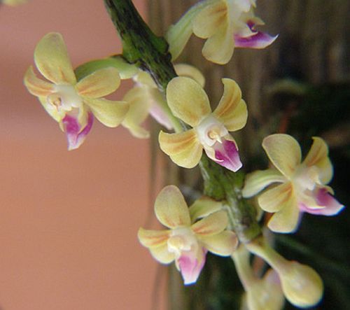Cleisostoma discolor
