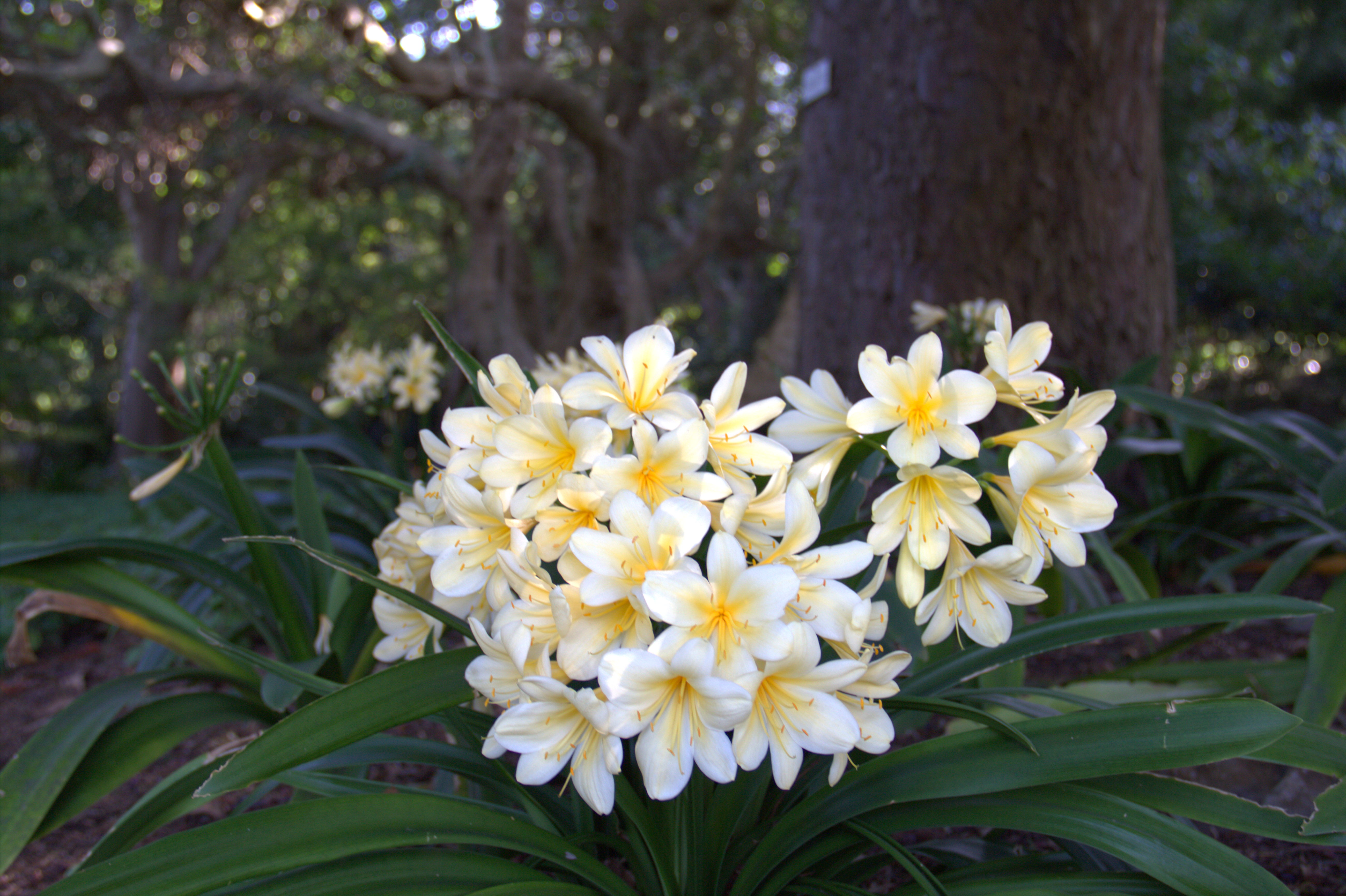 Clivia miniata citrina