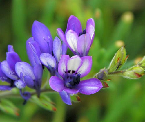 Babiana inclinata