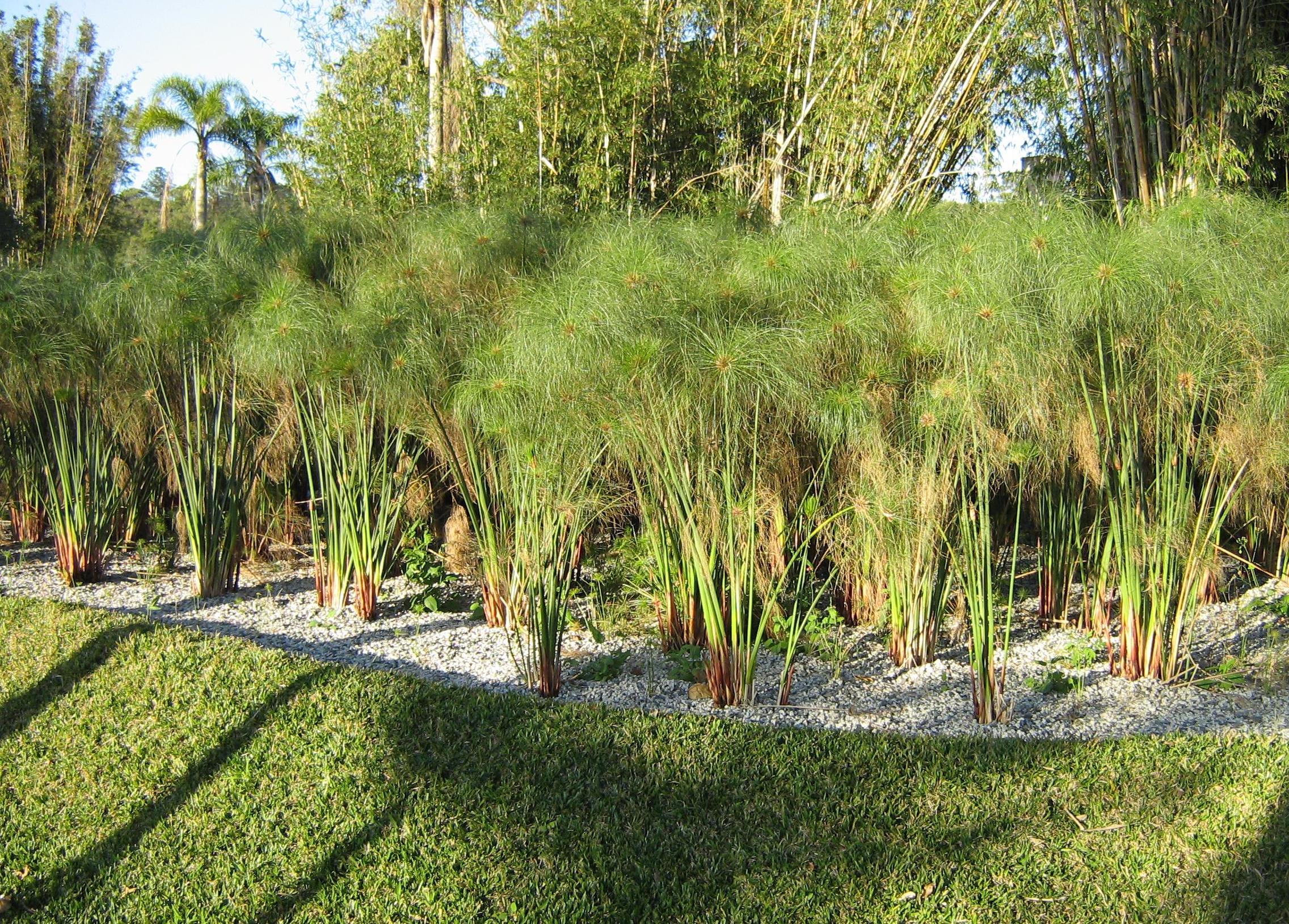 Cyperus papyrus