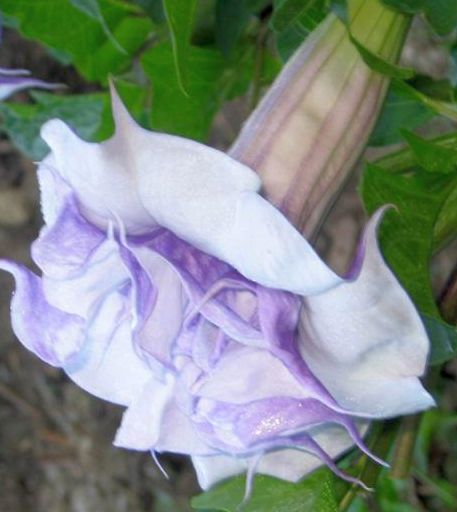 Datura aquamarine