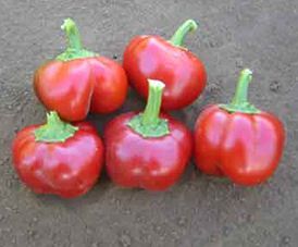 Chili Mexibell F1 Hybrid