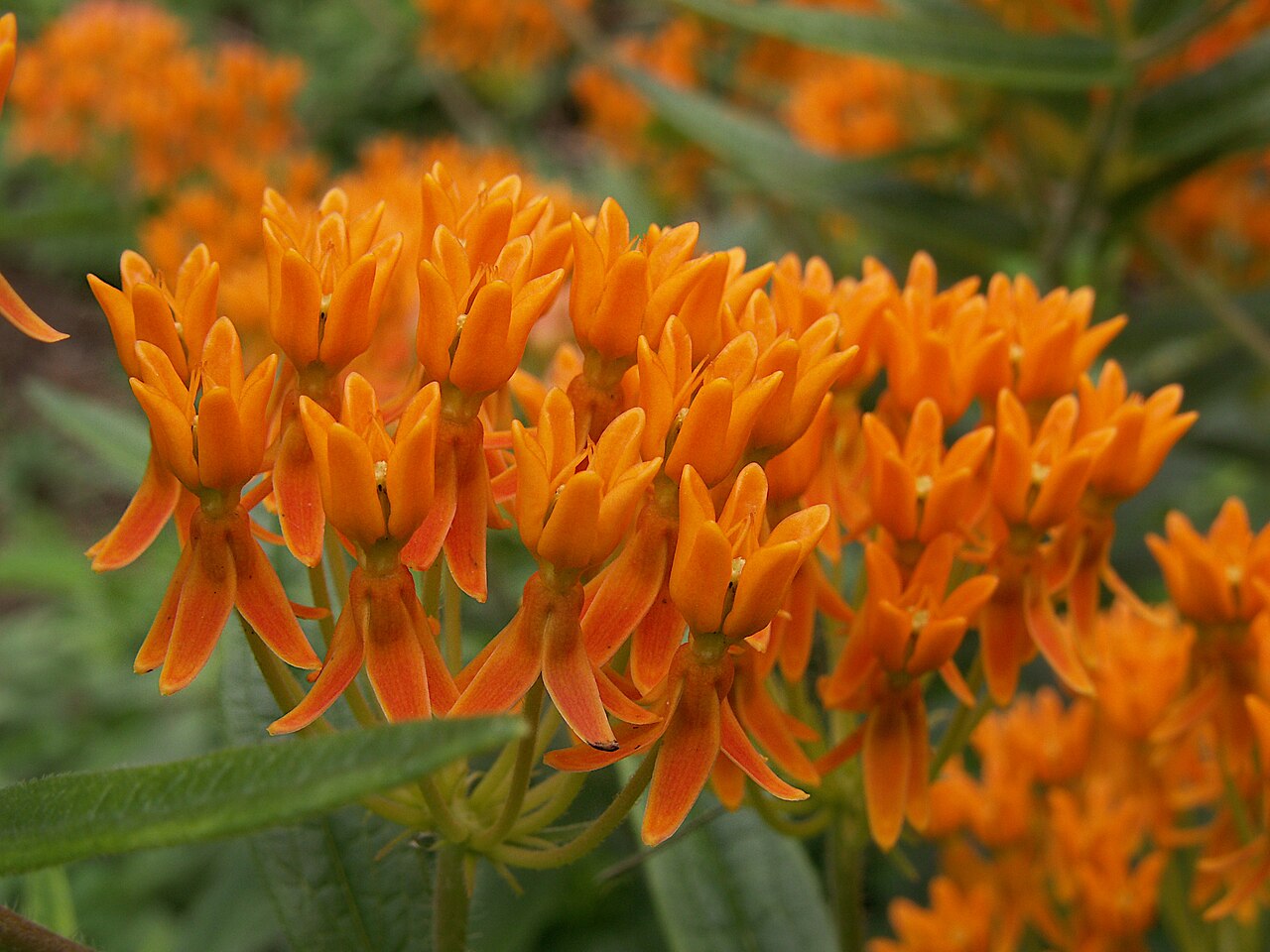 Asclepias tuberosa