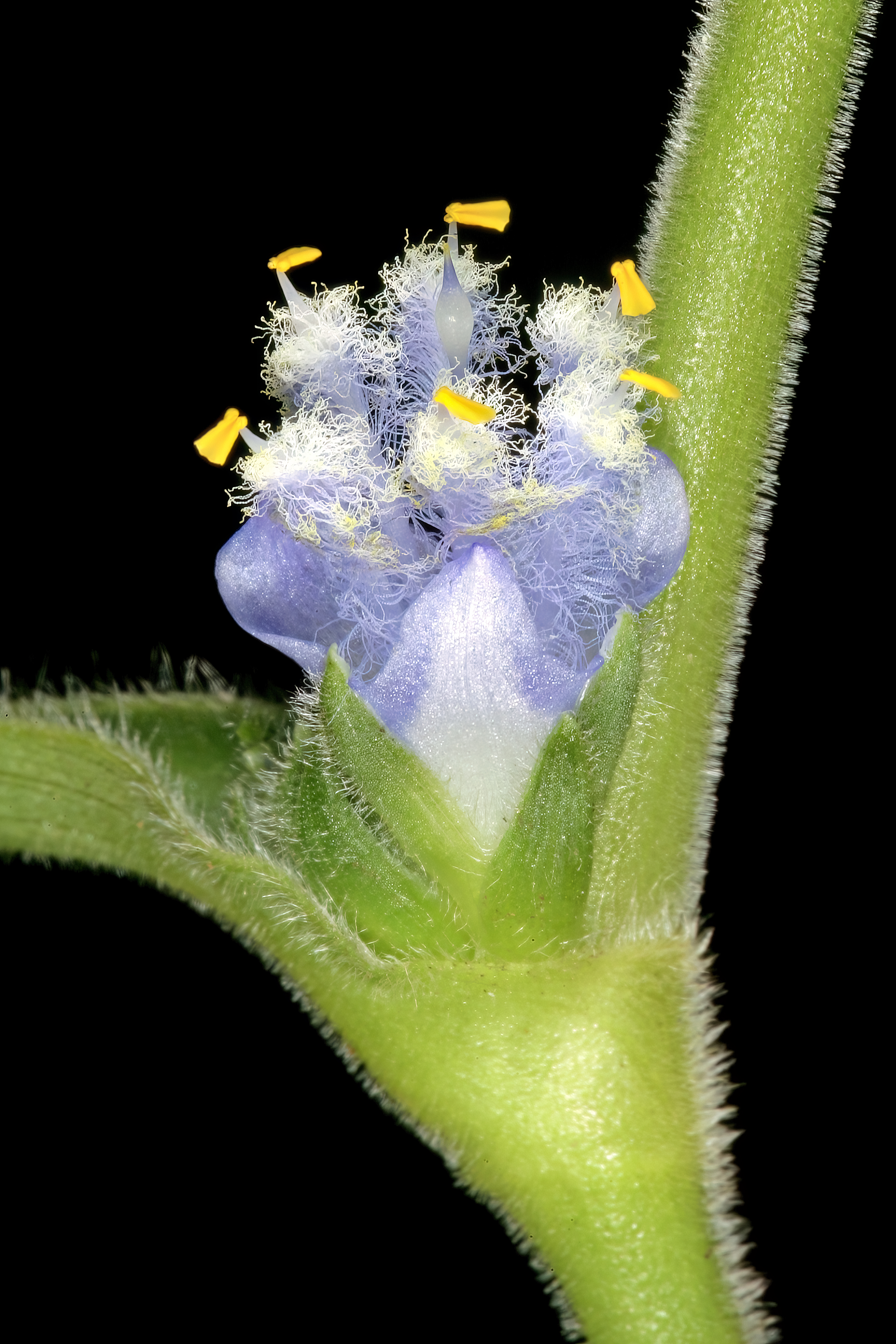 Cyanotis speciosa