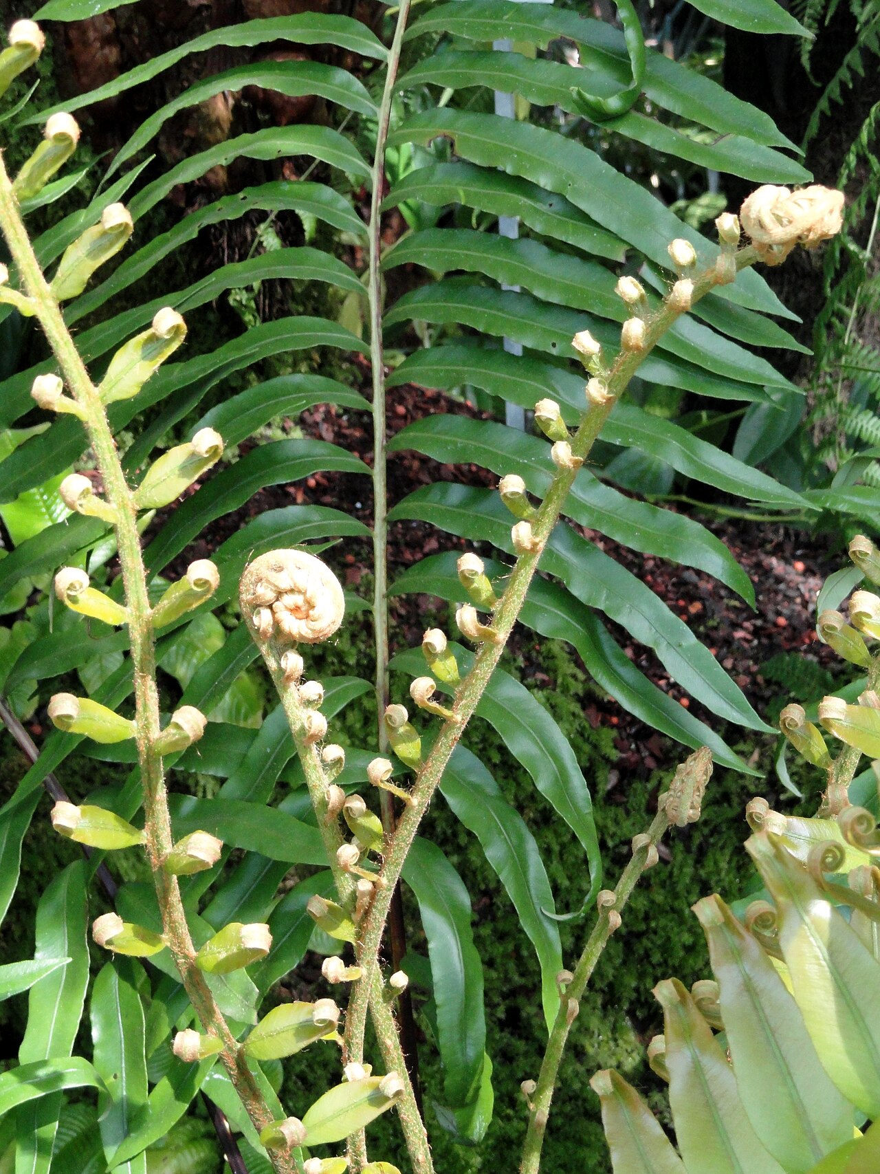 Blechnum tabulare