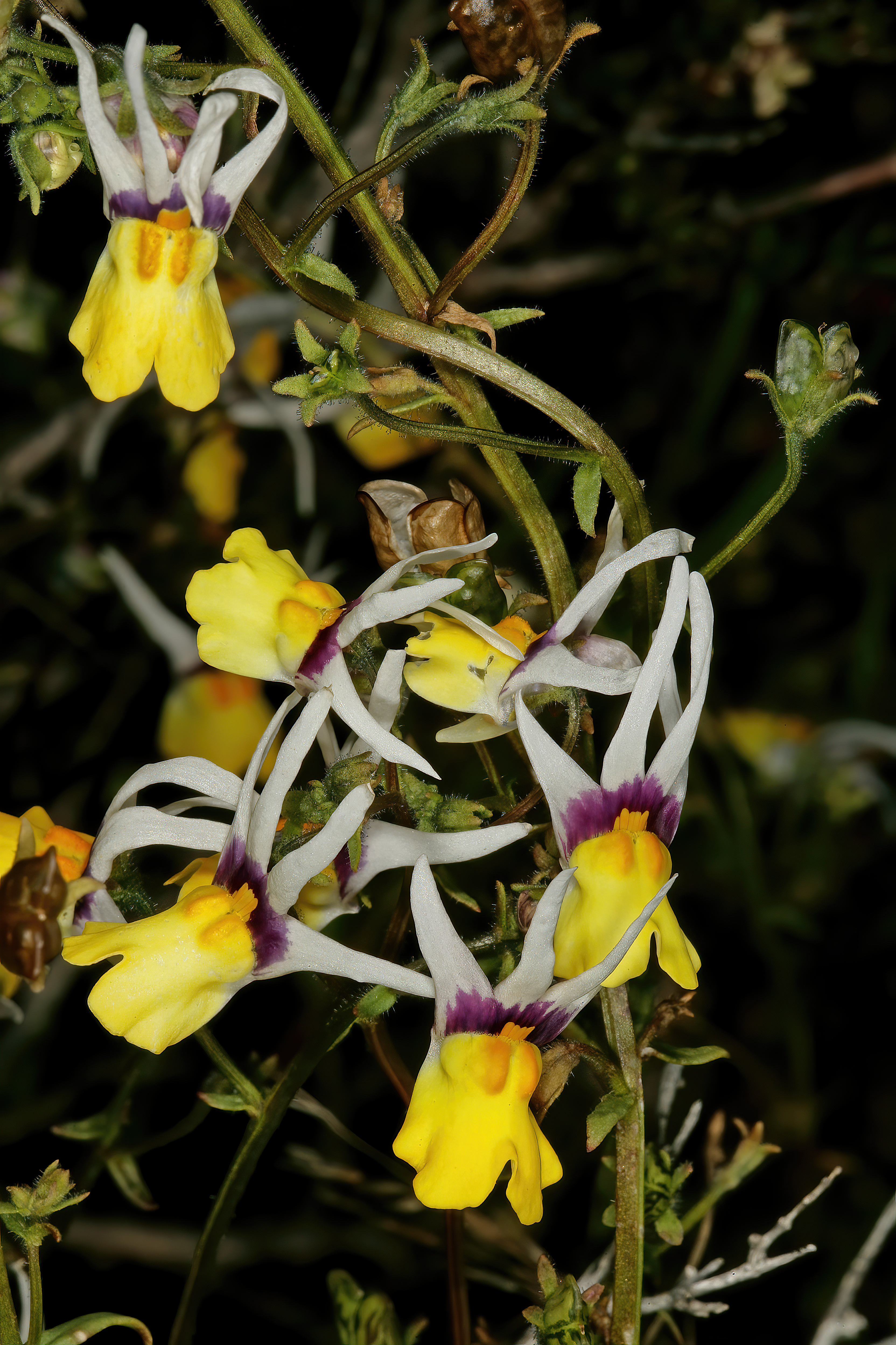 Nemesia cheiranthus