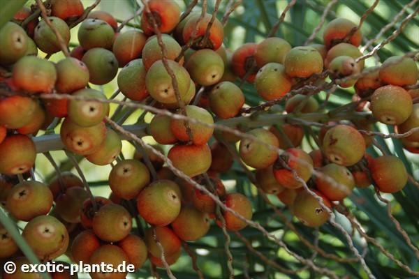 Butia capitata