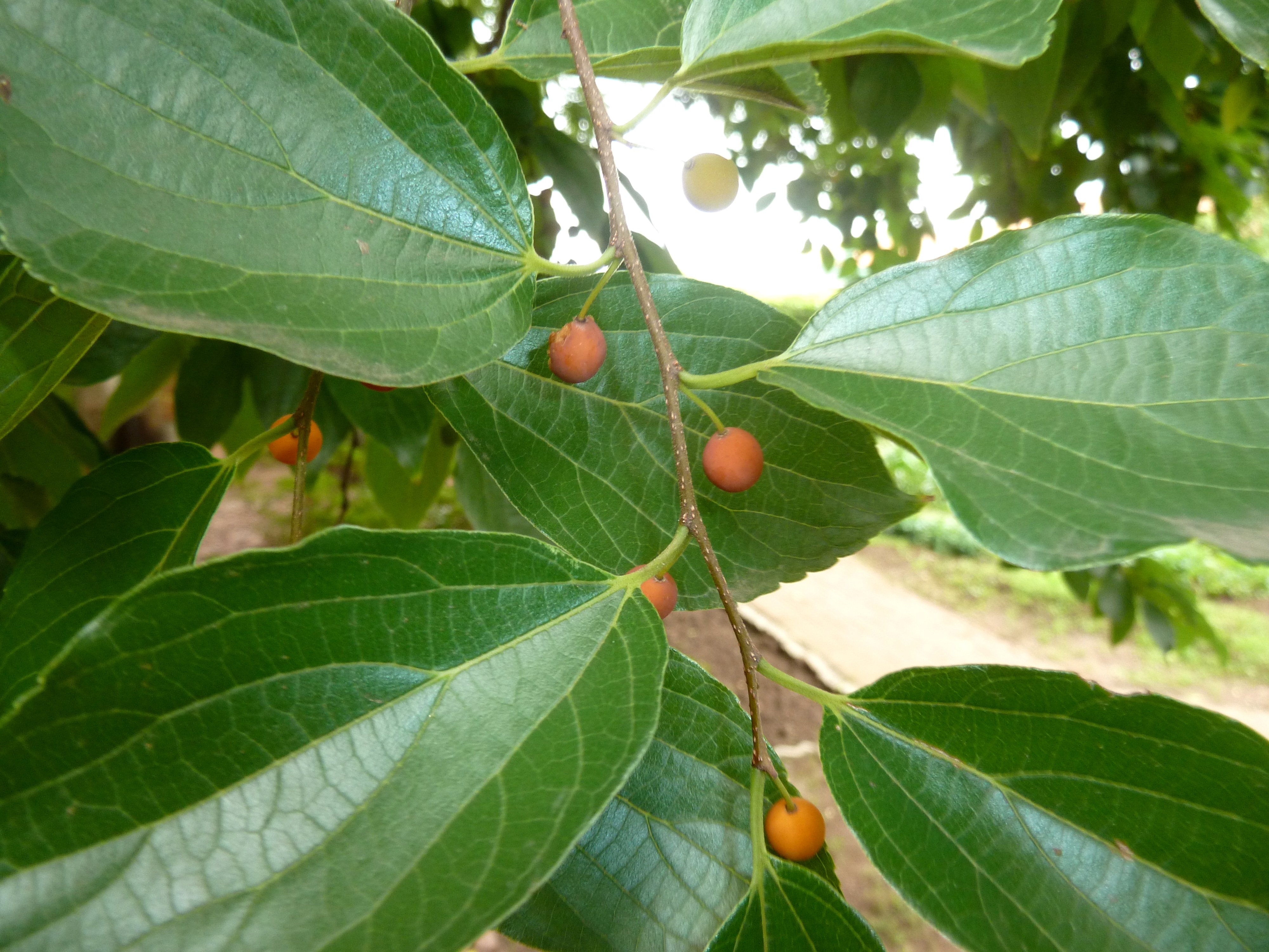 Celtis sinensis