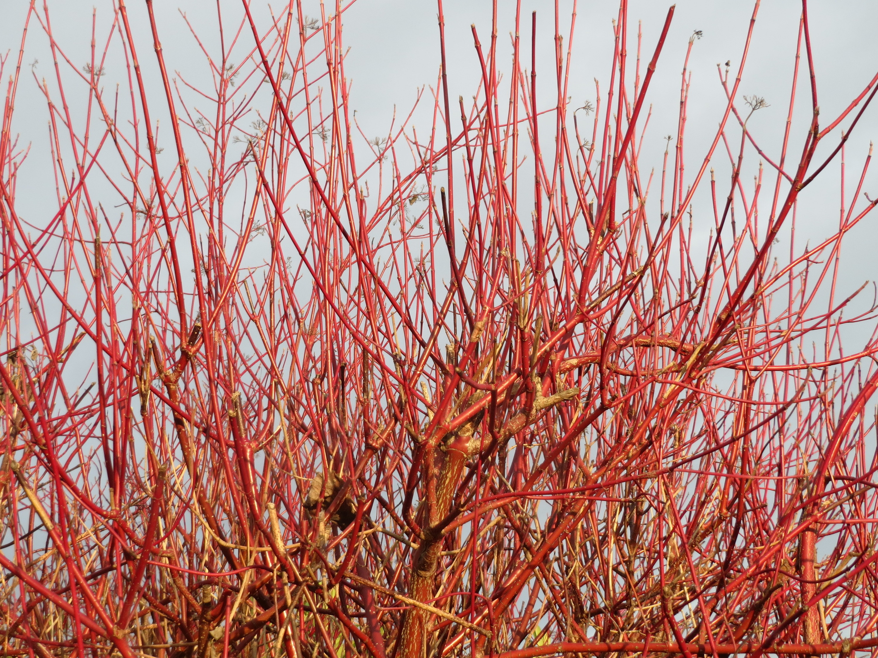 Cornus alba