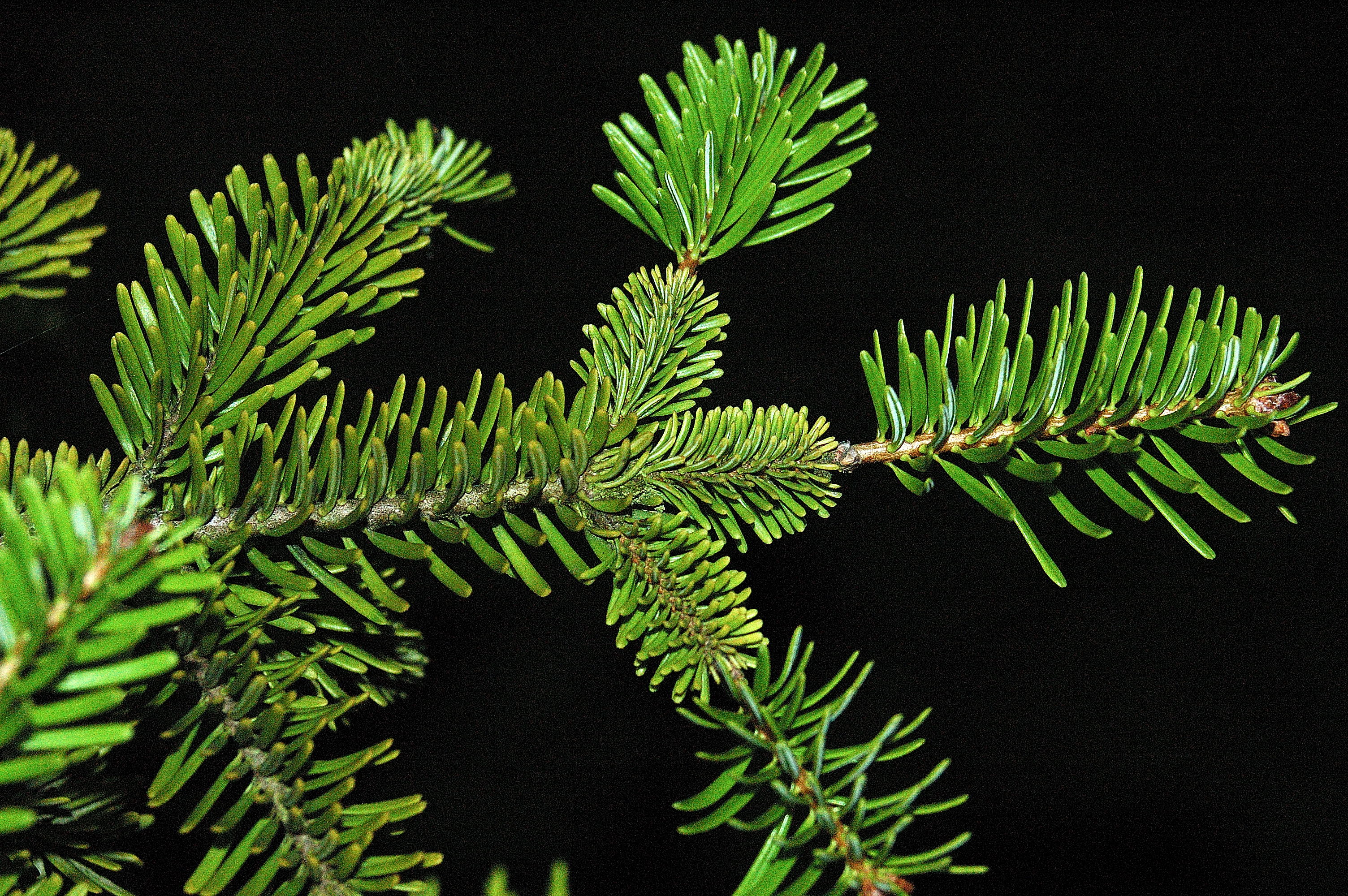 Abies nordmanniana