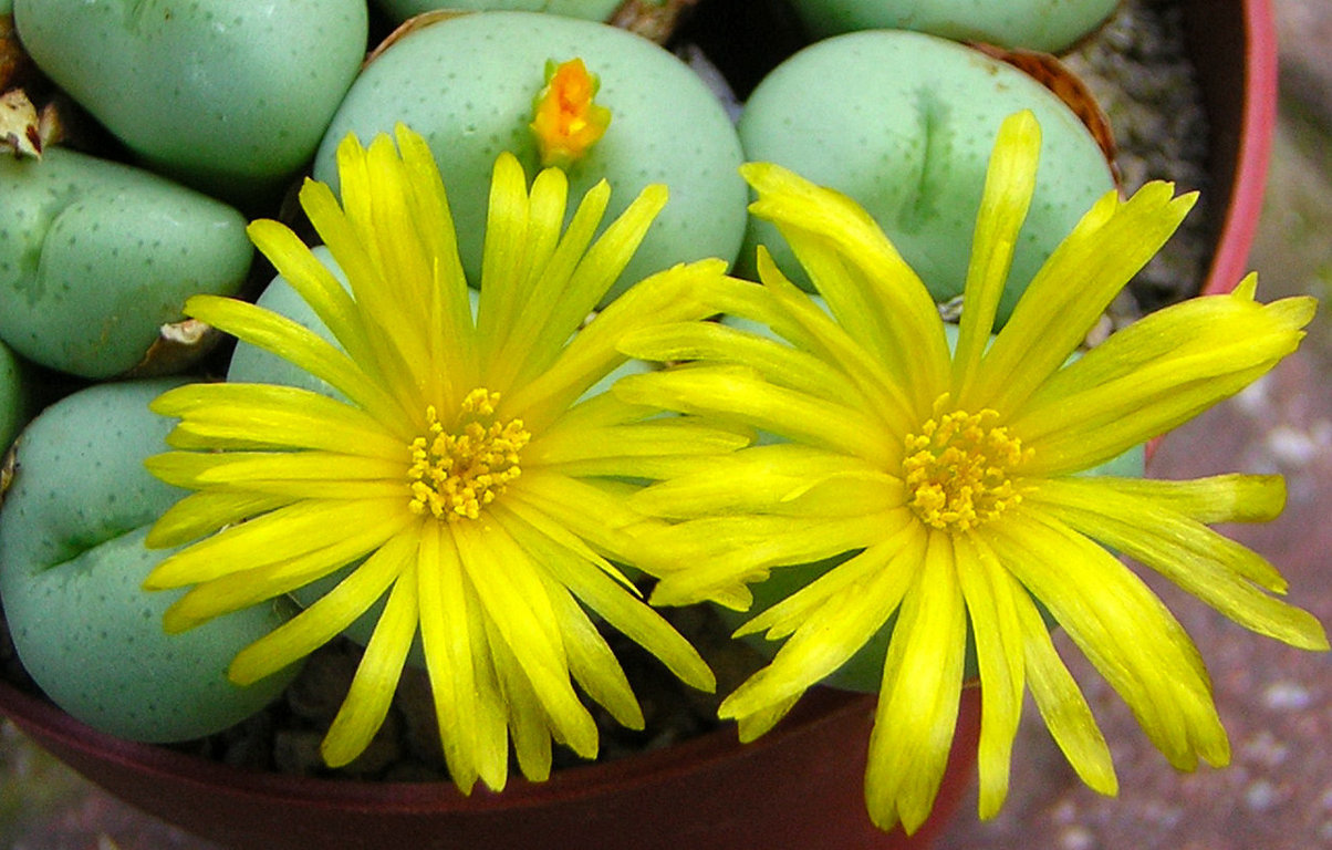 Conophytum flavum ssp flavum