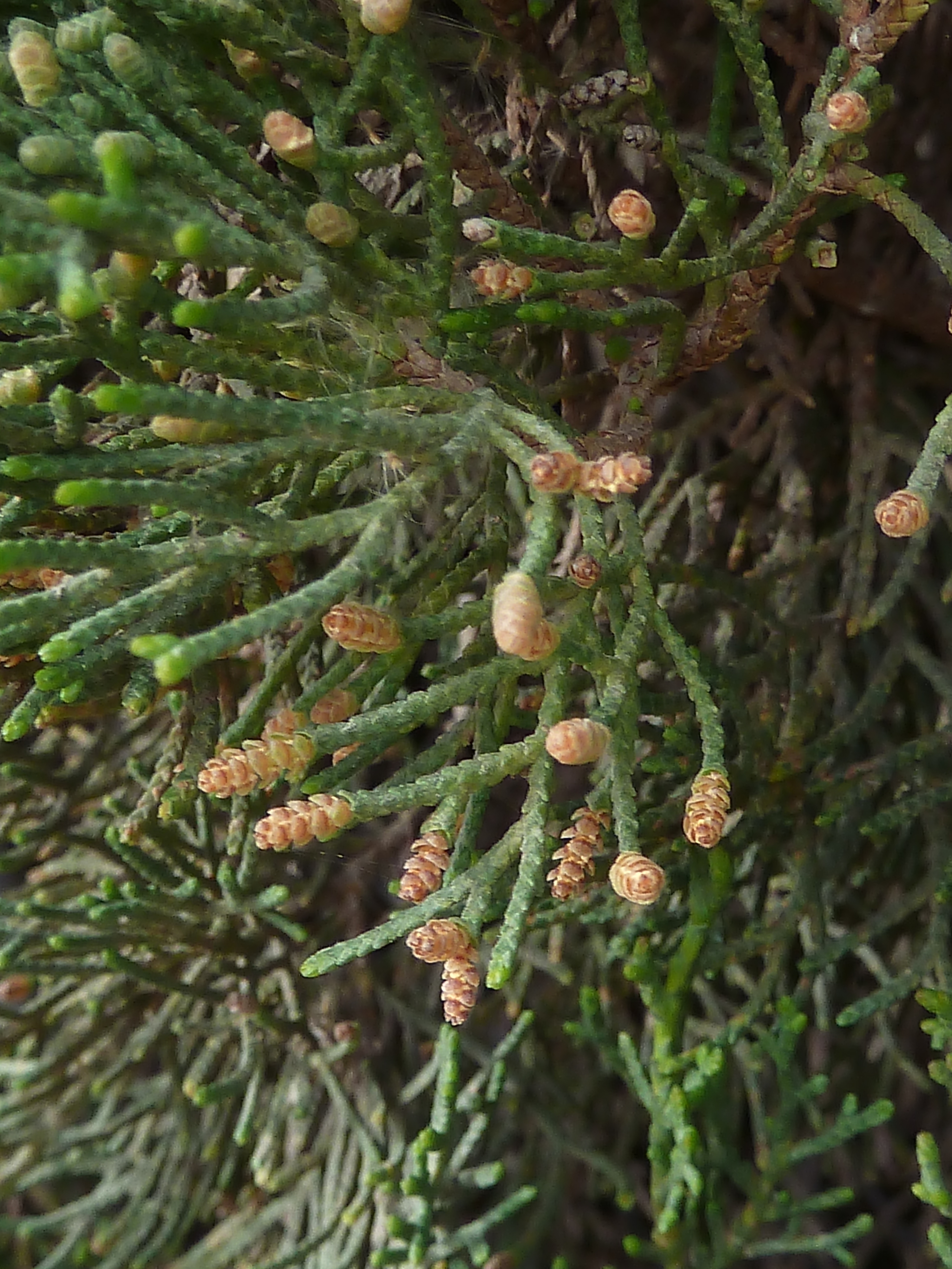 Cupressus sempervirens