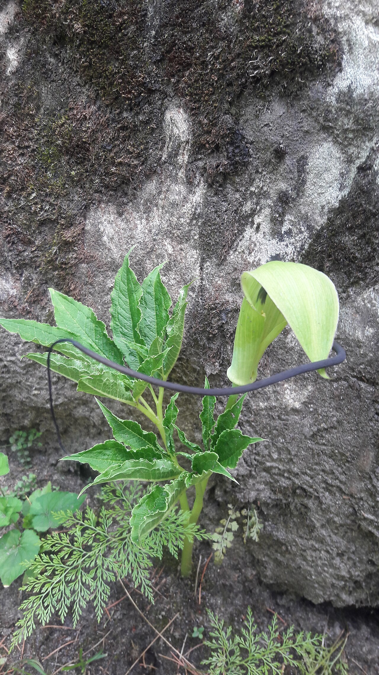 Arisaema tortuosum