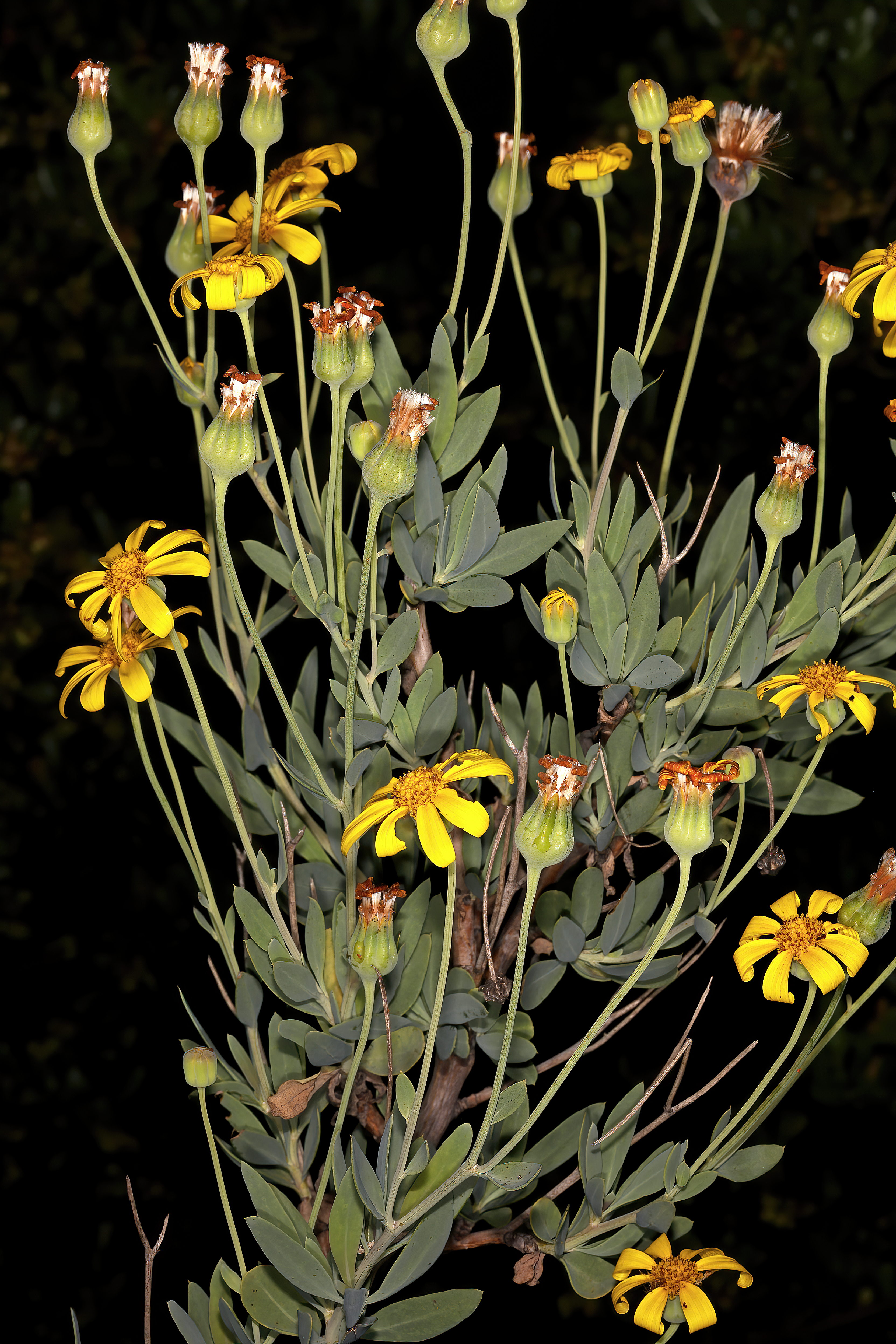 Othonna coronopifolia